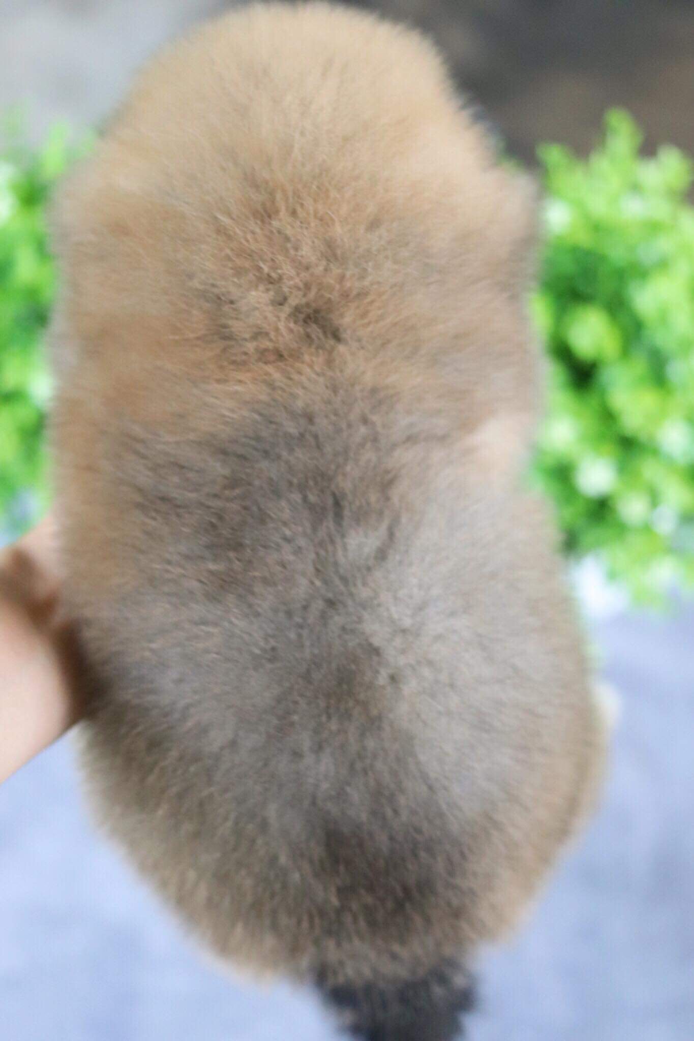 ปอมเมอเรเนียน เพศเมีย