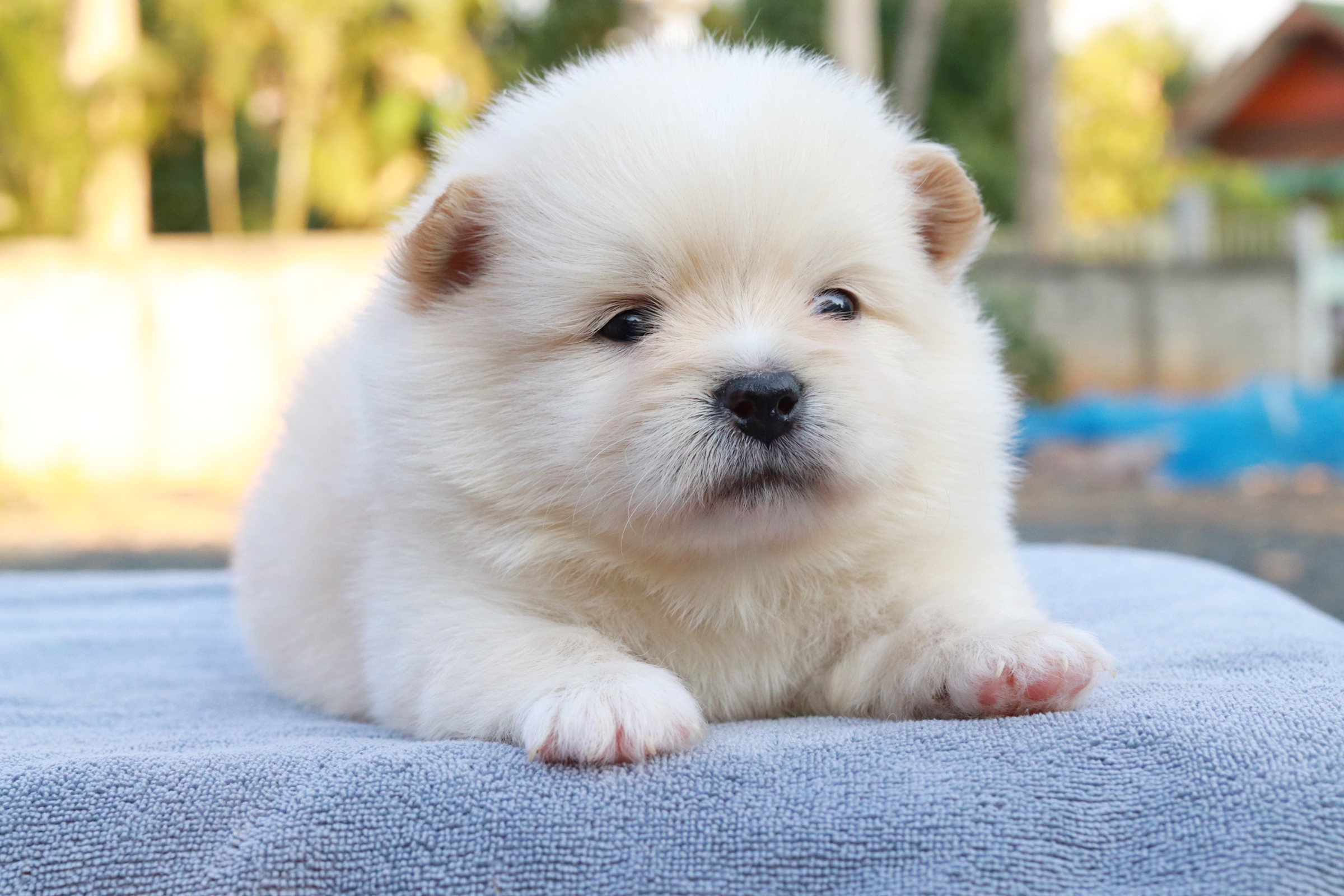 ปอมเมอเรเนียน เพศผู้