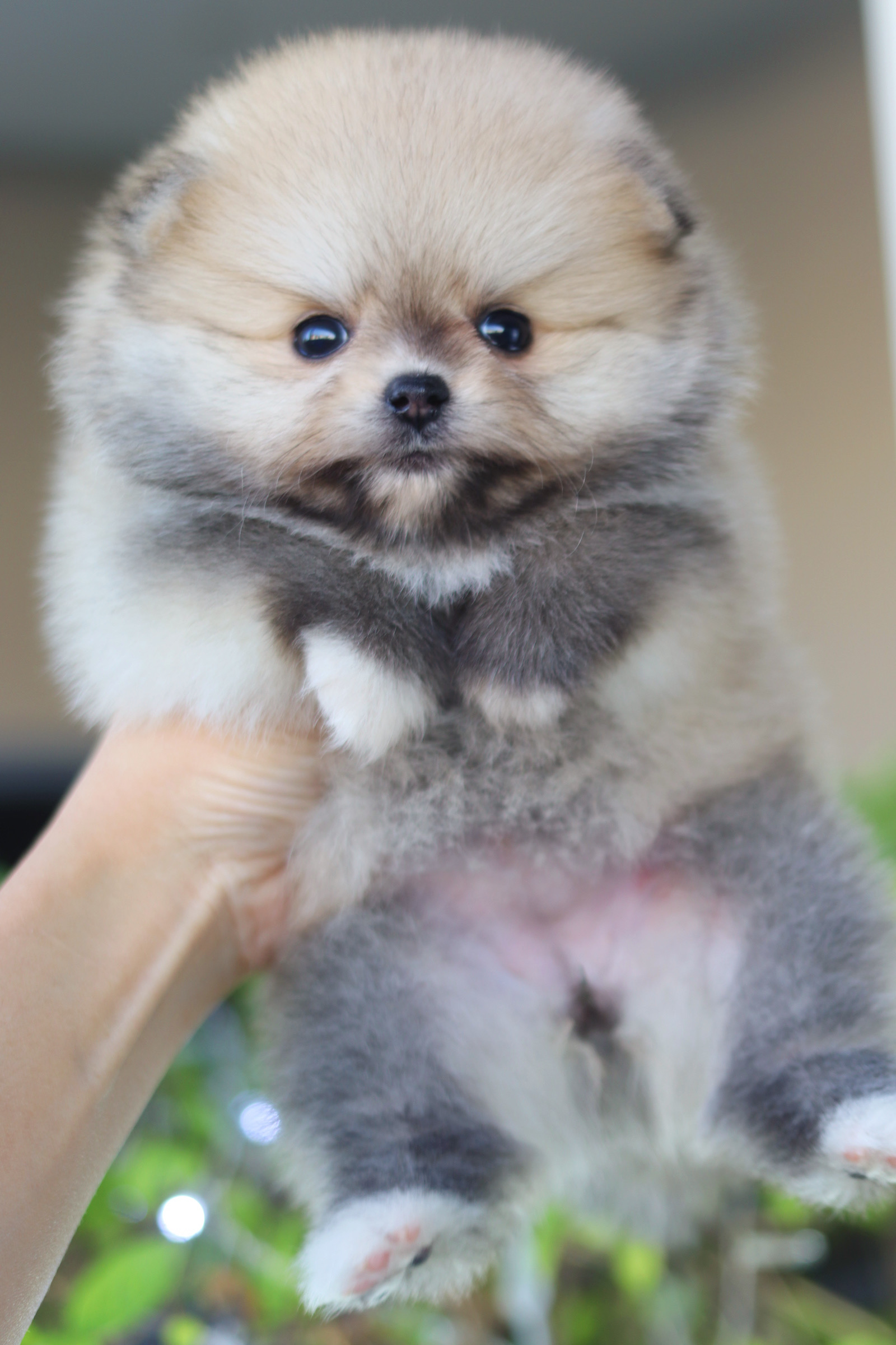 ปอมเมอเรเนียน เพศเมียสีส้ม เกรดโชว์