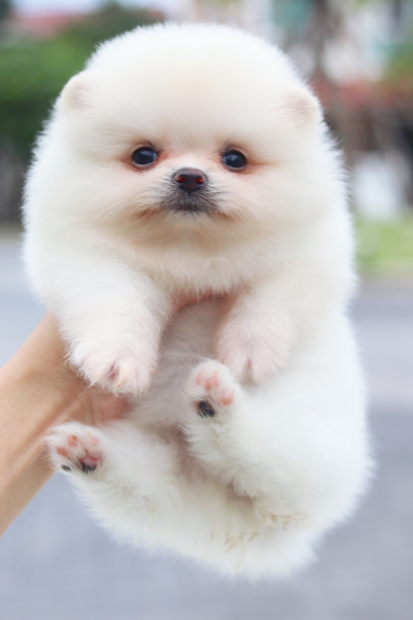 ปอมเมอเรเนียน เพศเมียสีขาวครีม