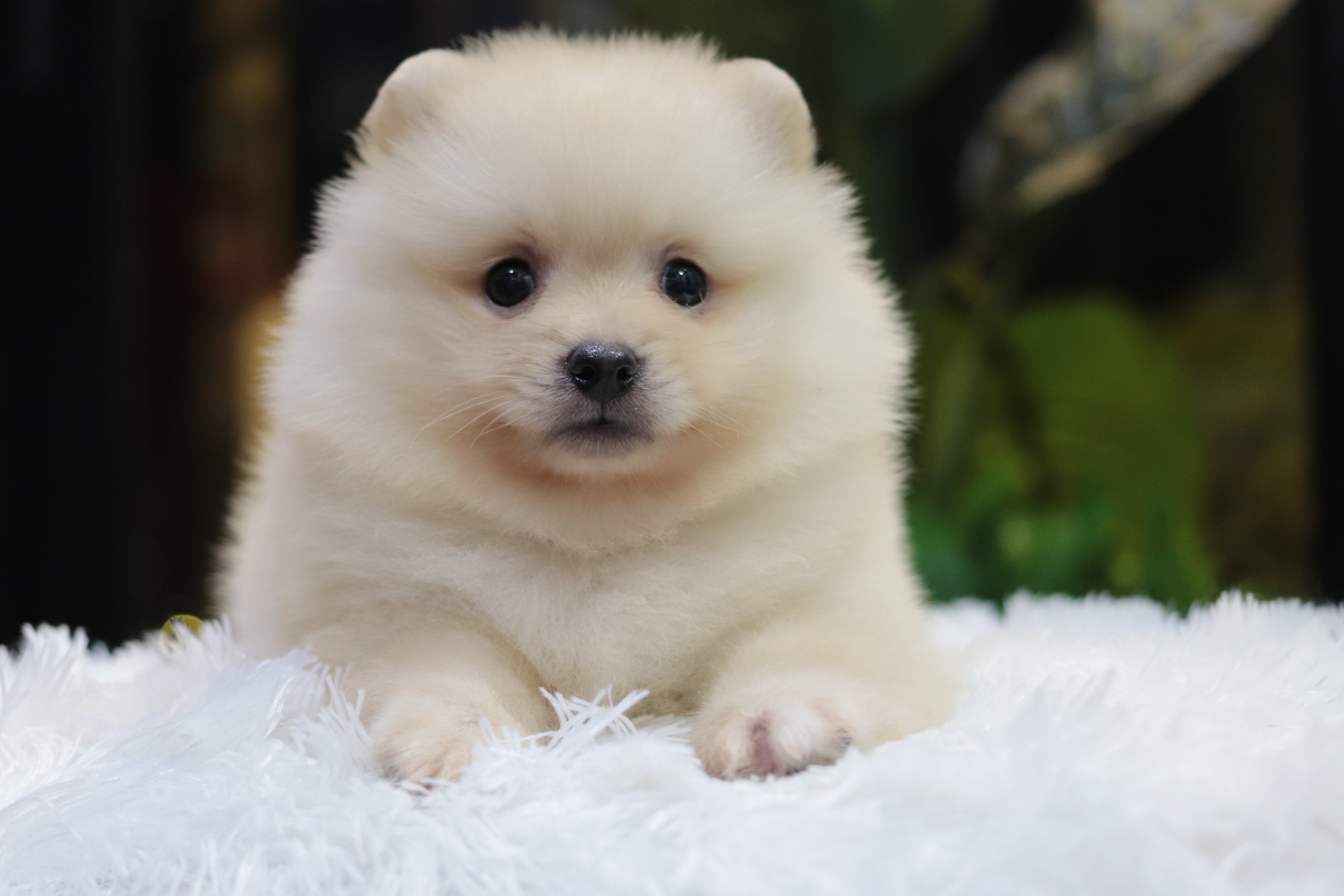 ปอมเมอเรเนียน เพศผู้ขาวครีม