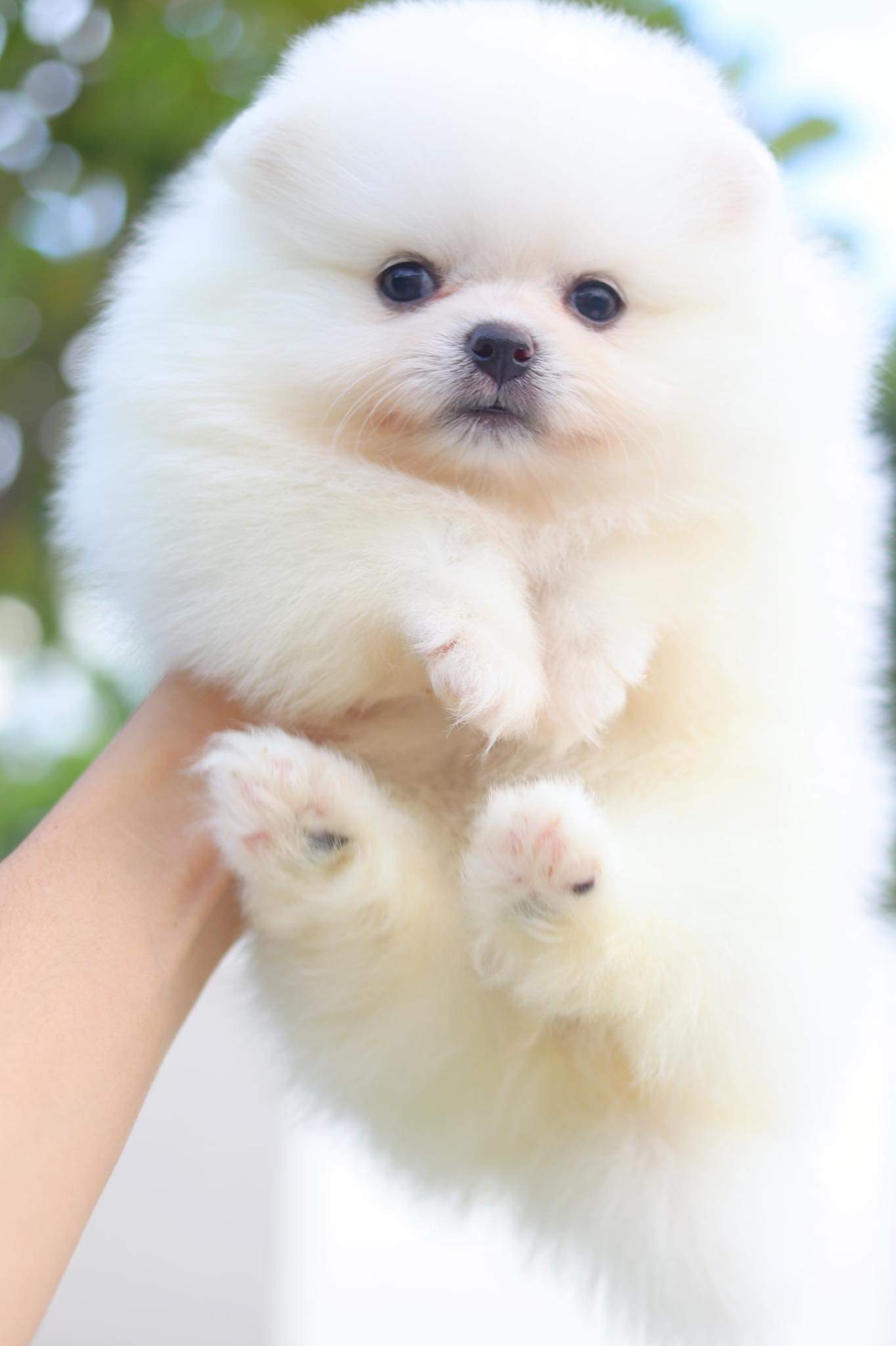 ปอมเมอเรเนียน เพศผู้ สีขาวครีม เกรดโชว์