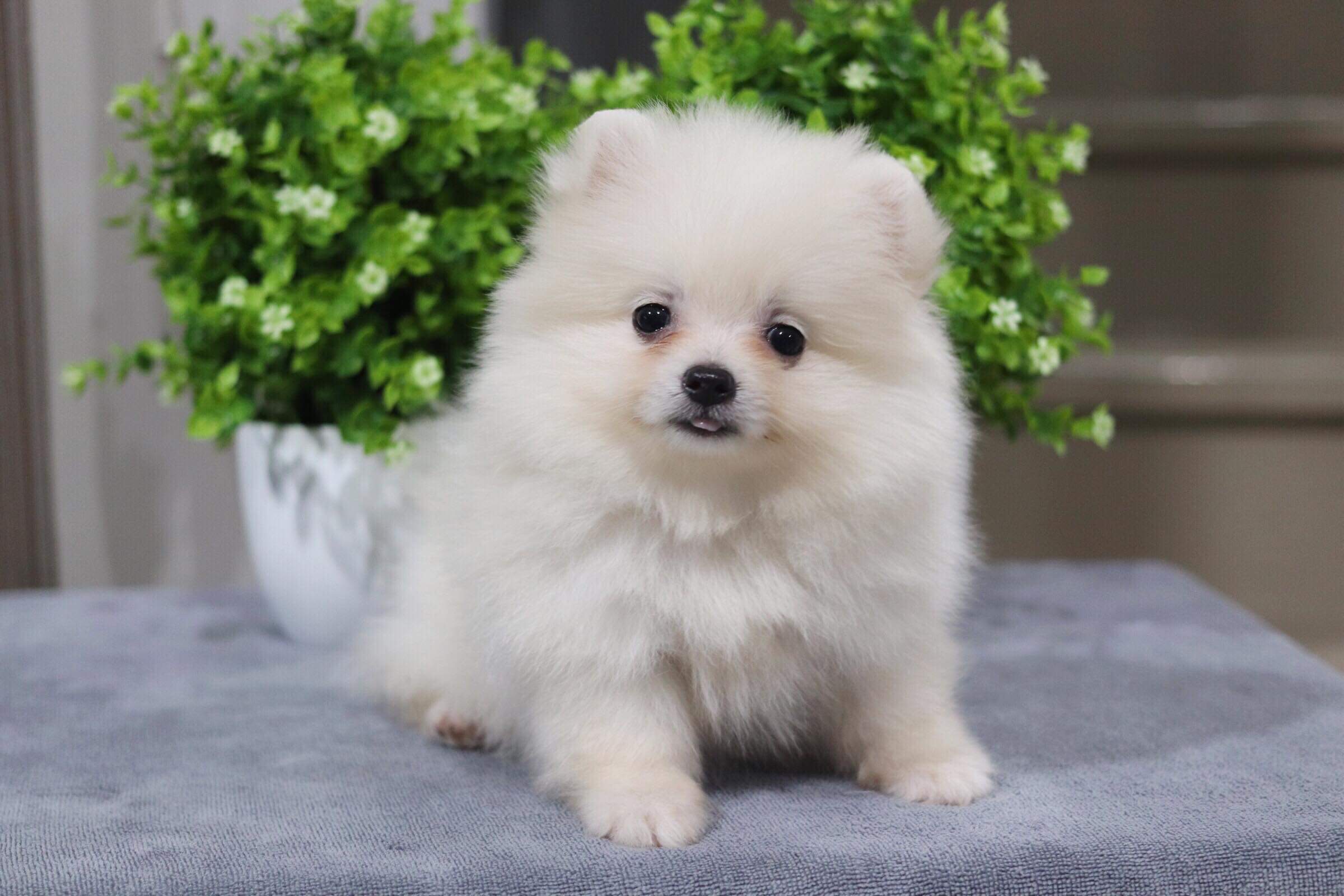 ปอมเมอเรเนียน เพศเมีย