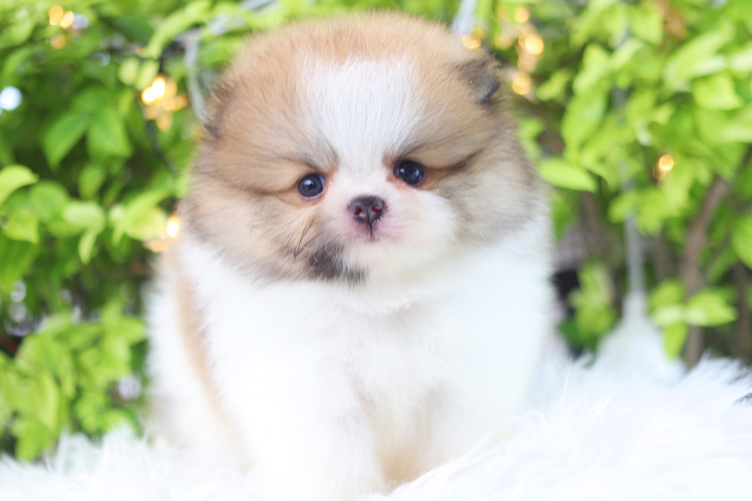 ปอมเมอเรเนียน เพศผู้ สีแฟนซี เกรดโชว์