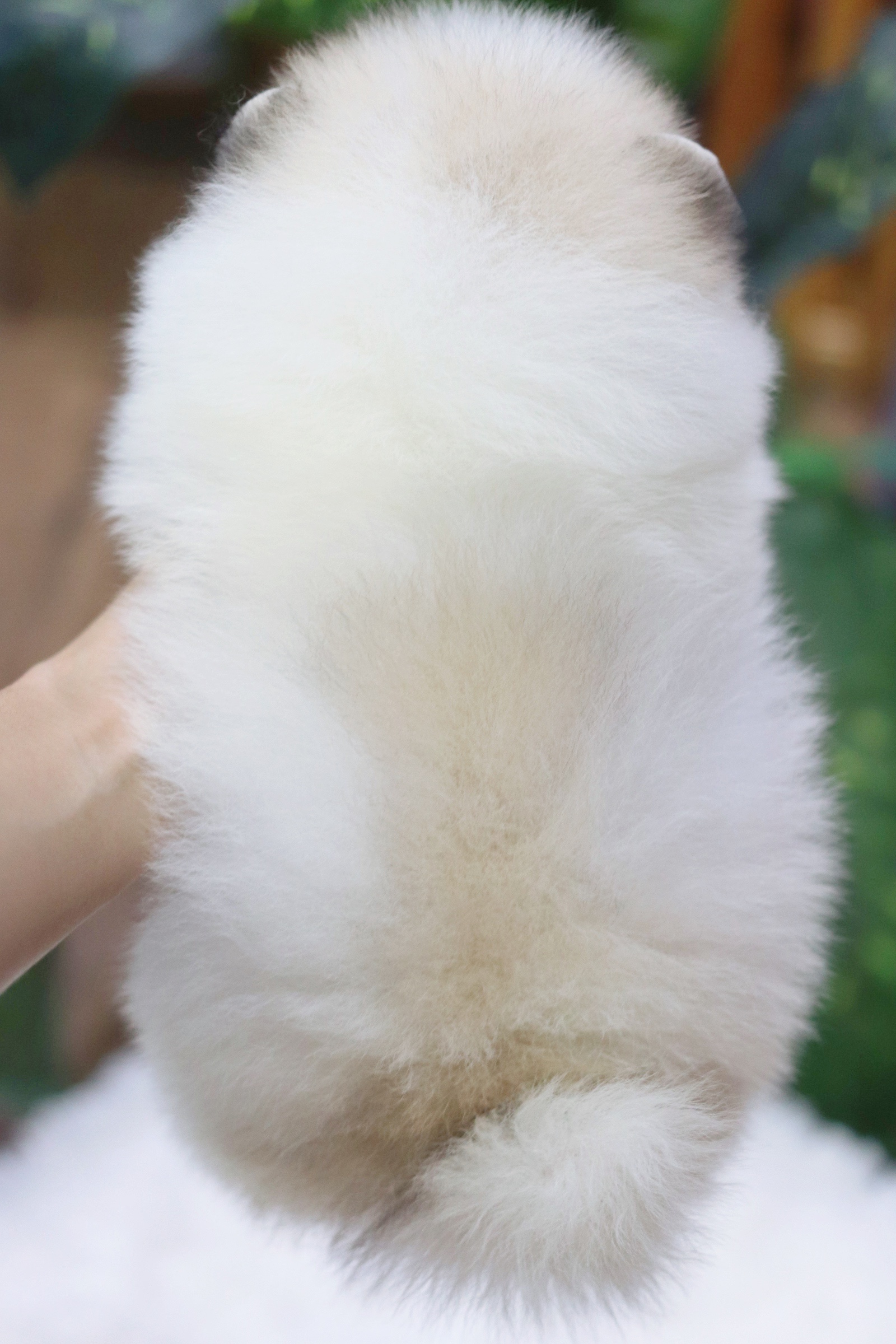 ปอมเมอเรเนียน เพศผู้แฟนซี