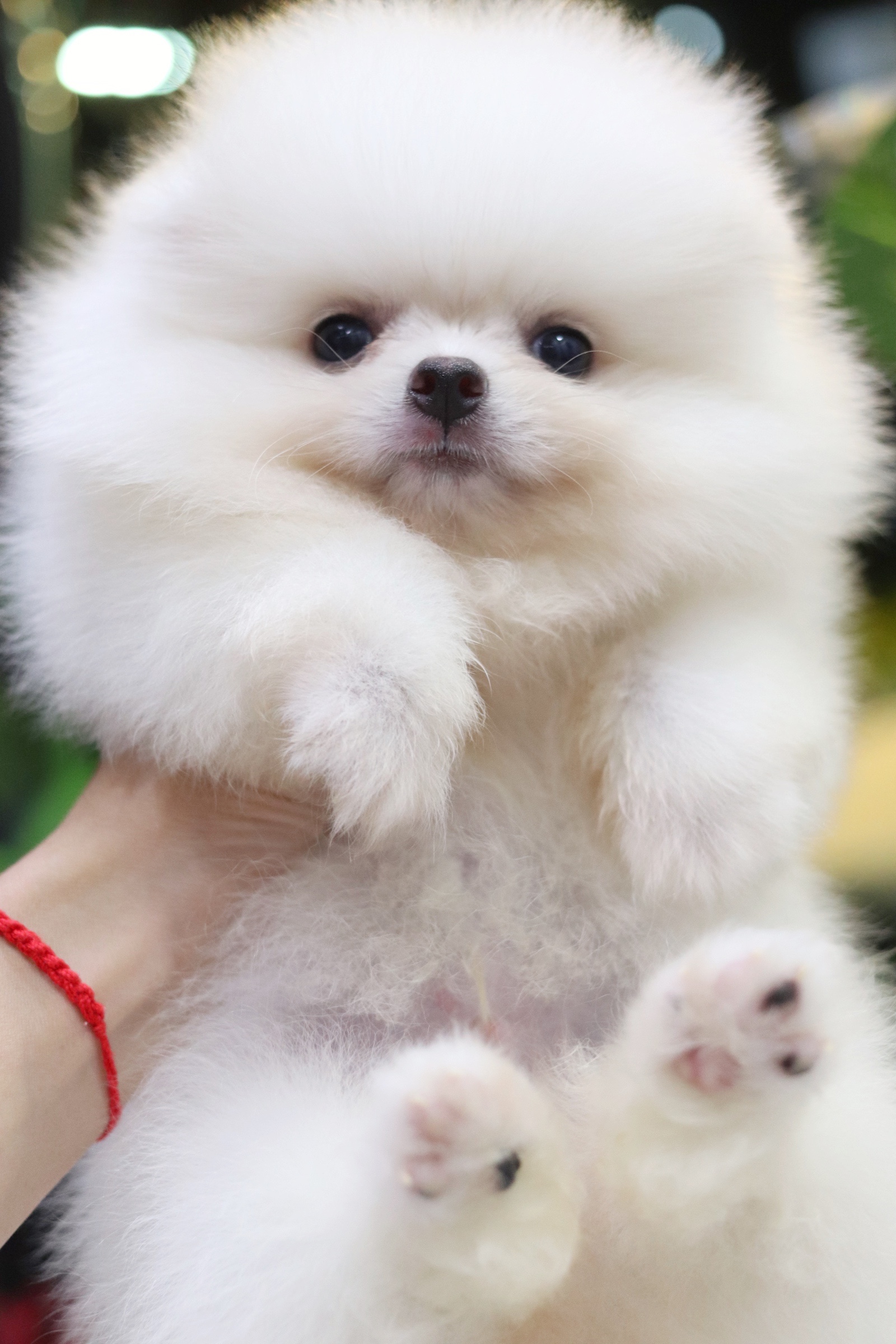 ปอมเมอเรเนียน เพศผู้ สีขาว