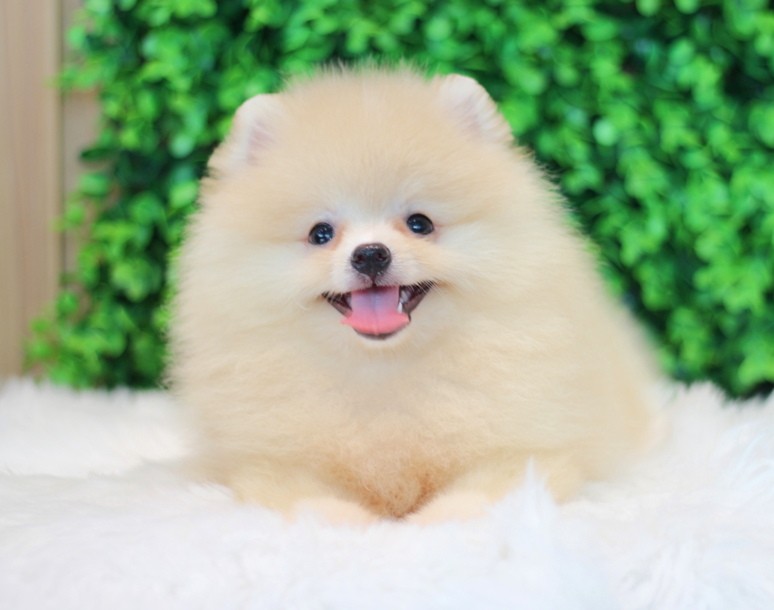 ปอมเมอเรเนียน เพศเมียสีขาวครีม