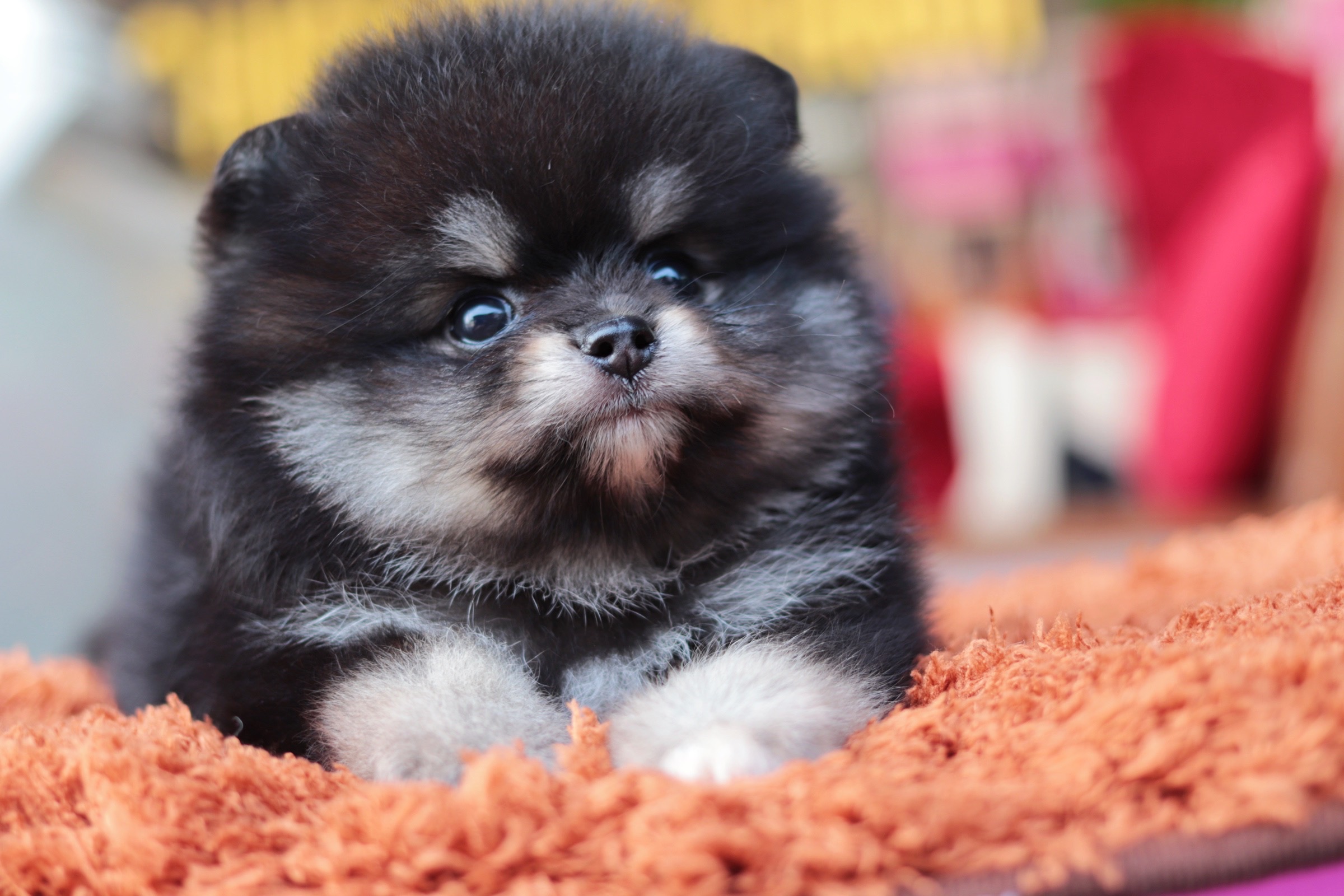 ปอมเมอเรเนียน เพศผู้ แบล็คแทนหน้าฟ็อก