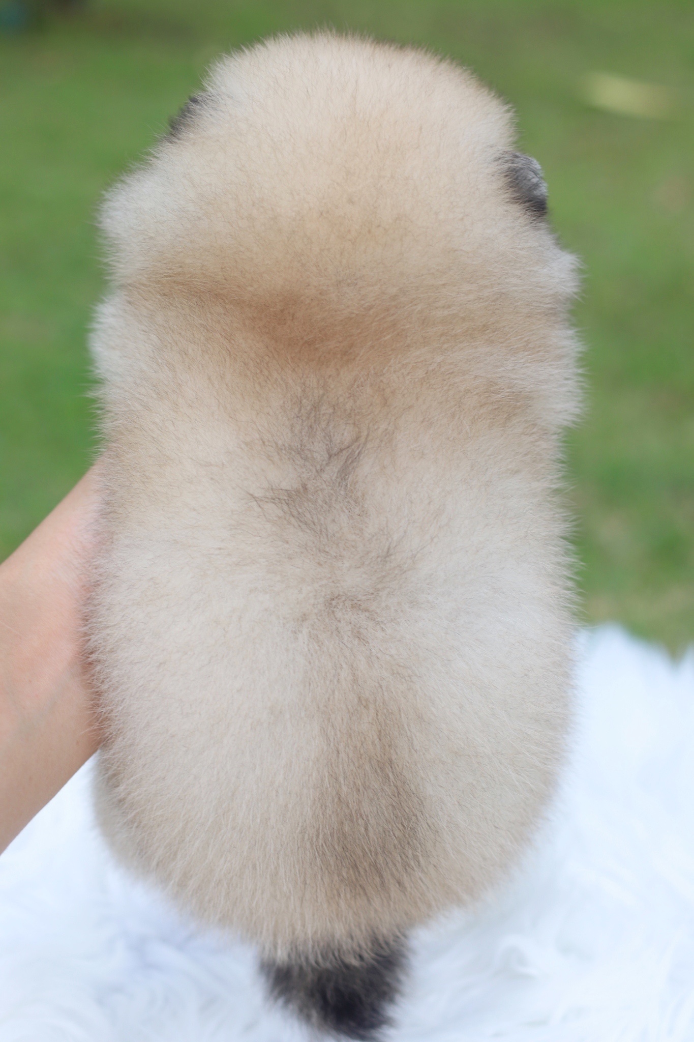 ปอมเมอเรเนียน เพศเมียสีส้ม