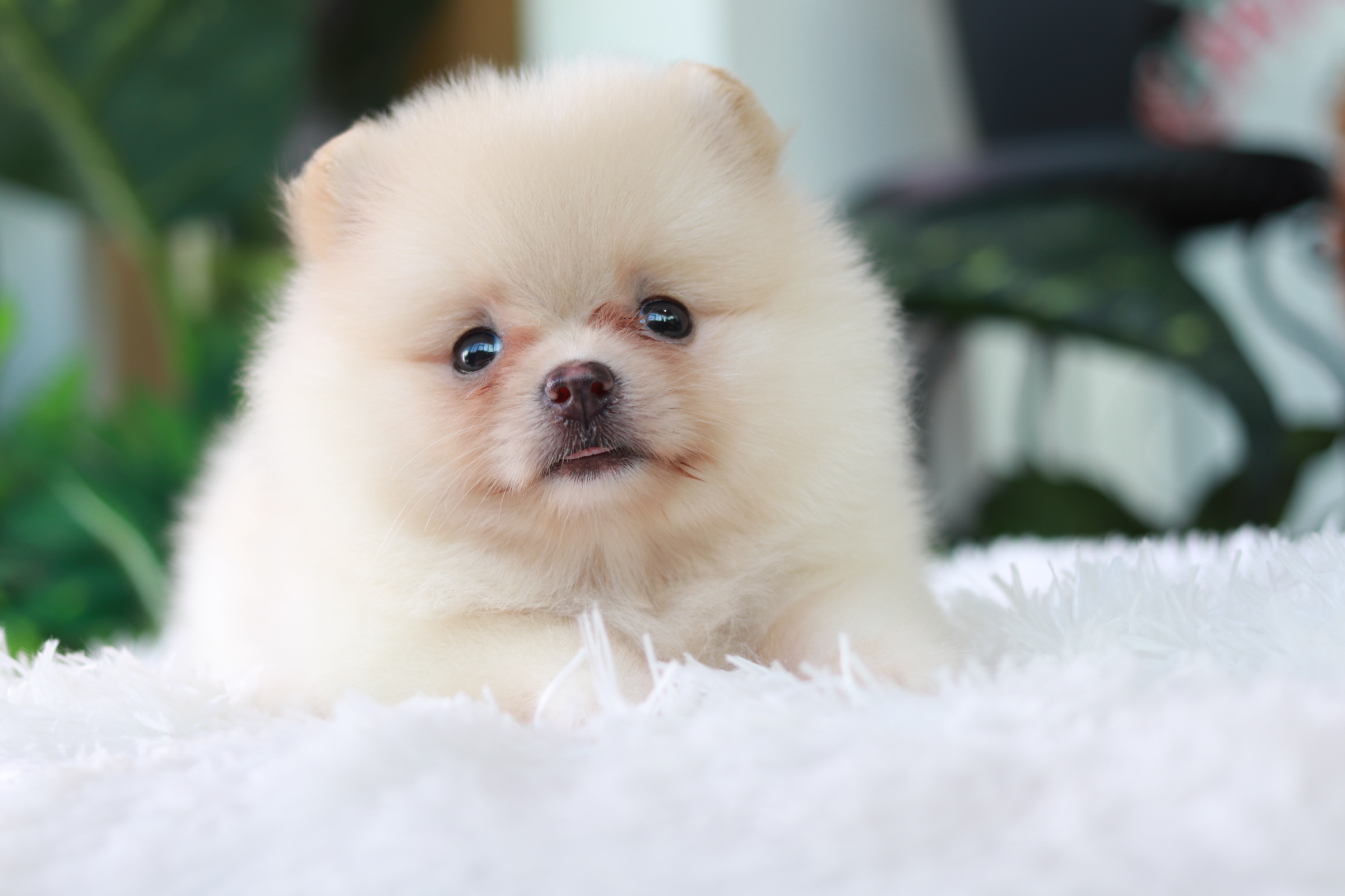 ปอมเมอเรเนียน เพศเมีย สีครีม