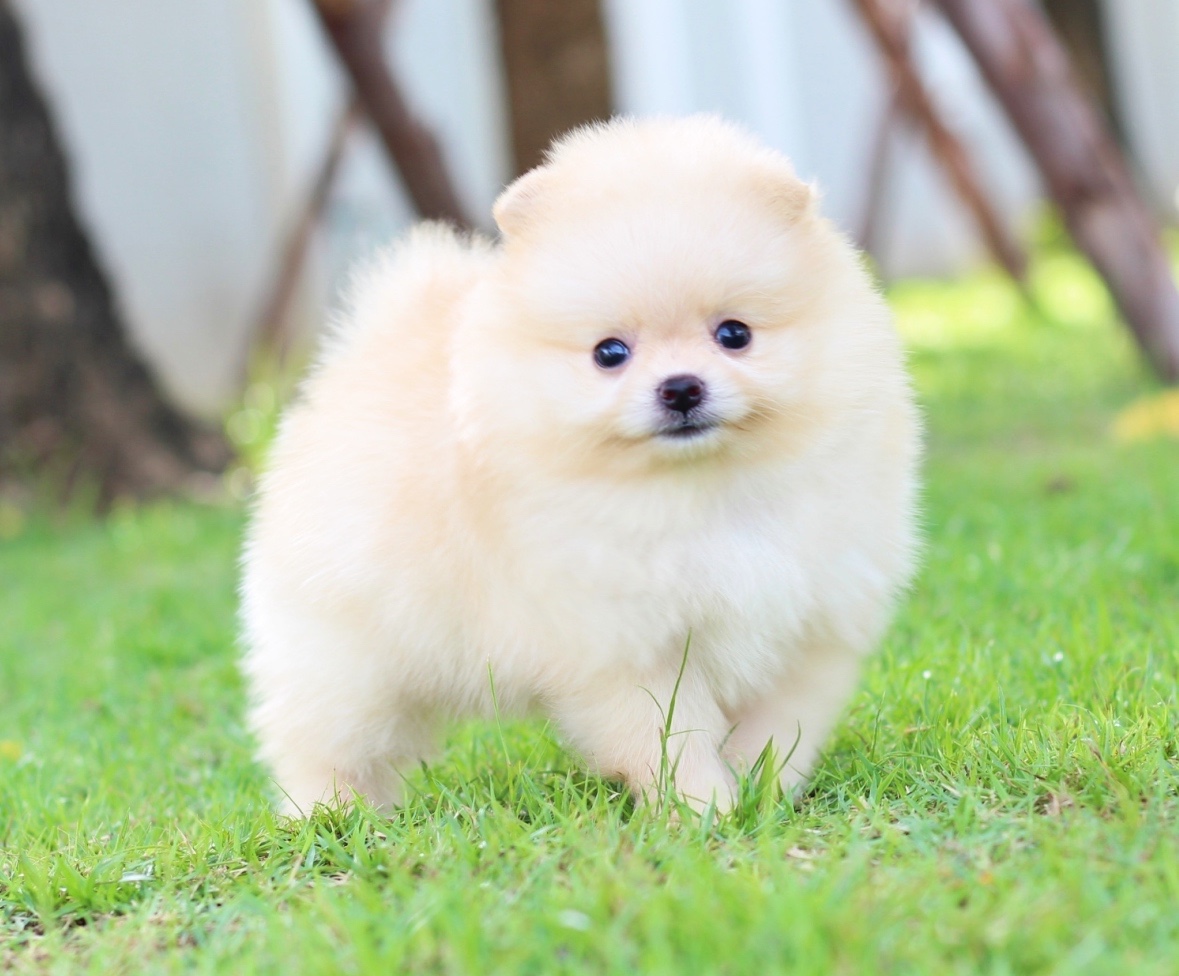 ปอมเมอเรเนียน เพศผู้สีครีมเกรดโชว์