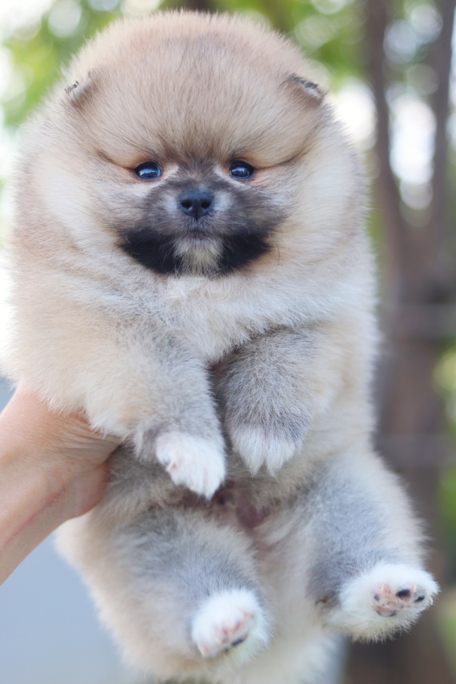 ปอมเมอเรเนียน เพศผู้สีส้ม