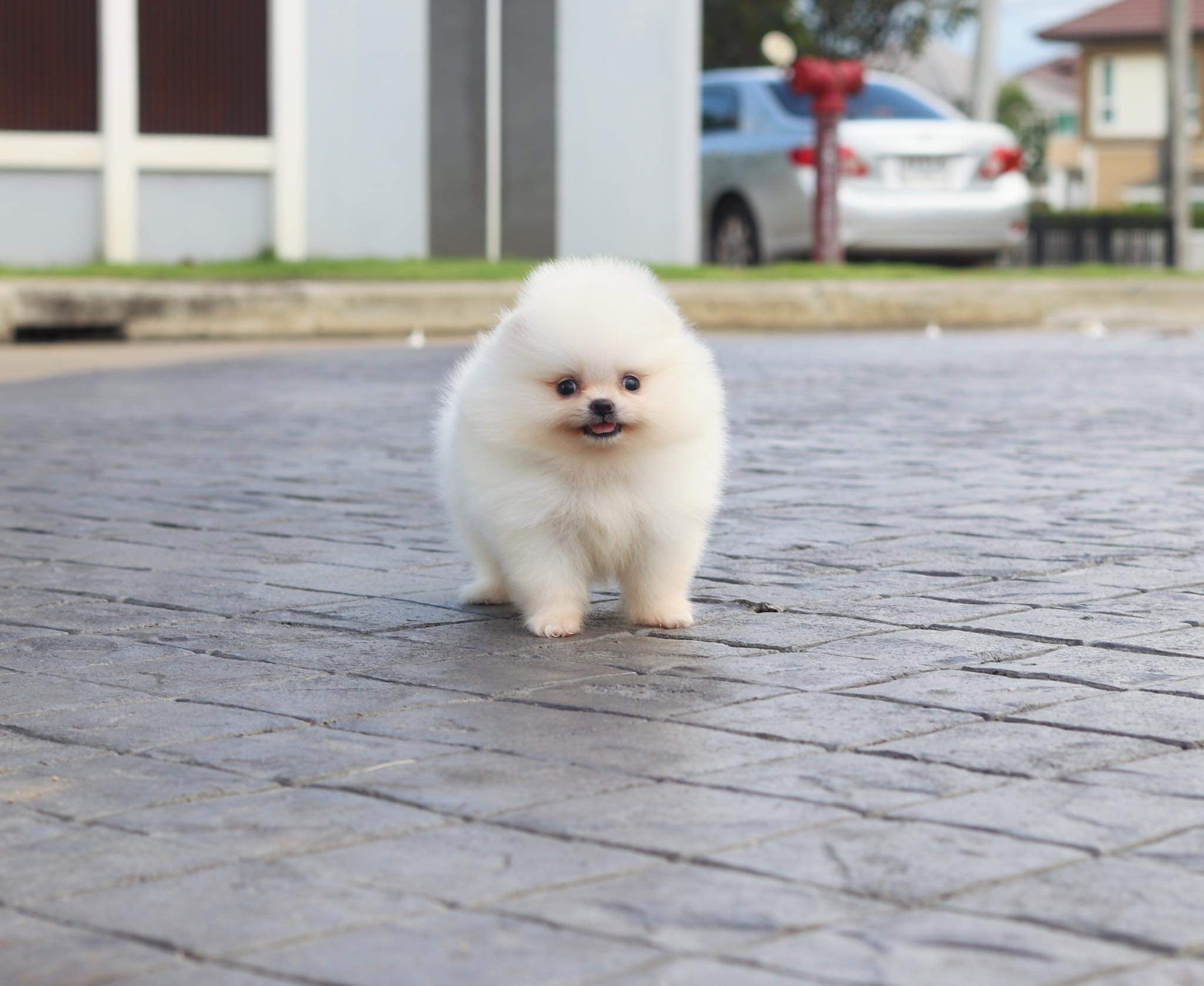 ปอมเมอเรเนียน เพศเมีย เกรดโชว์ สีขาวครีม