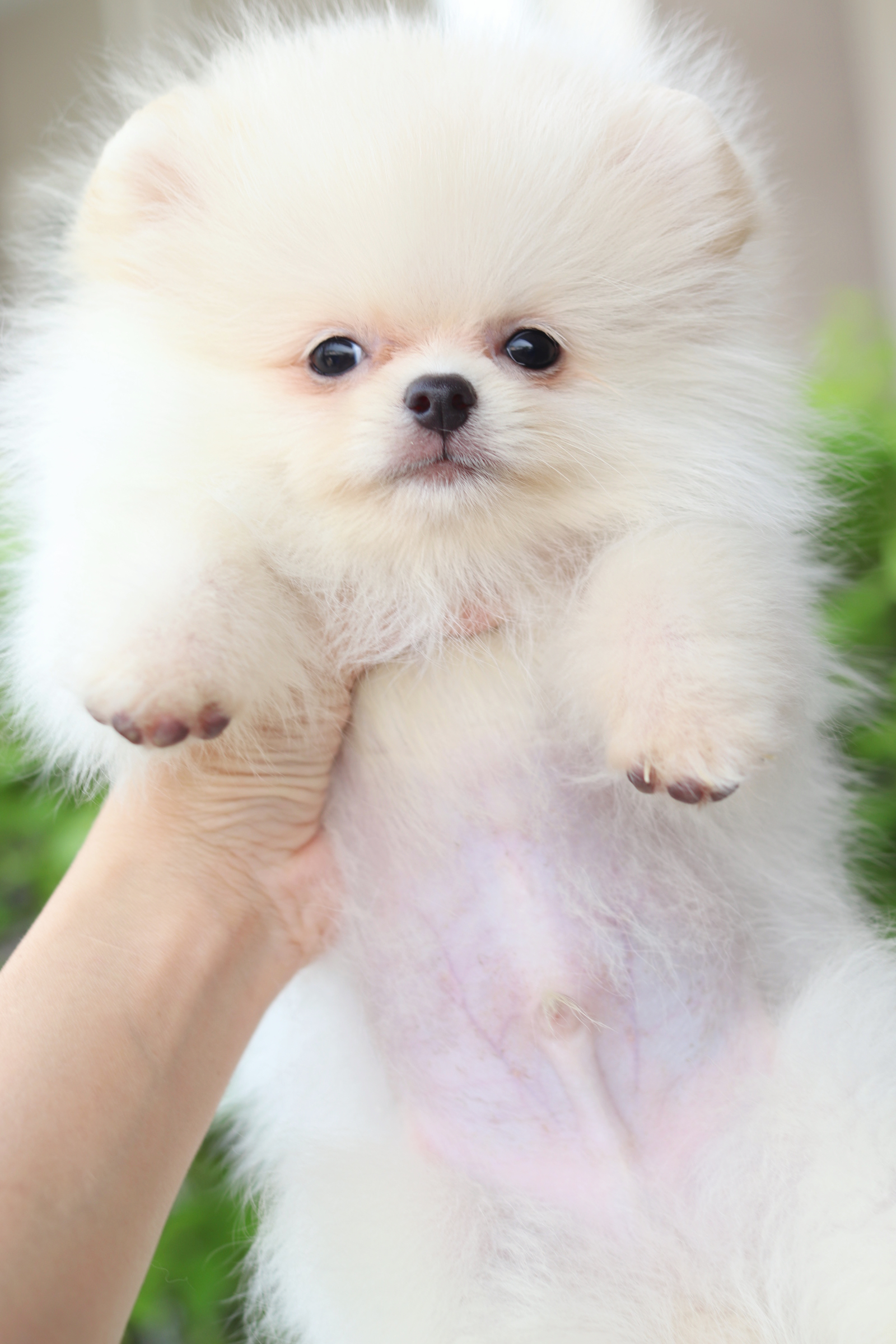 ปอมเมอเรเนียน เพศผู้สีขาวครีม