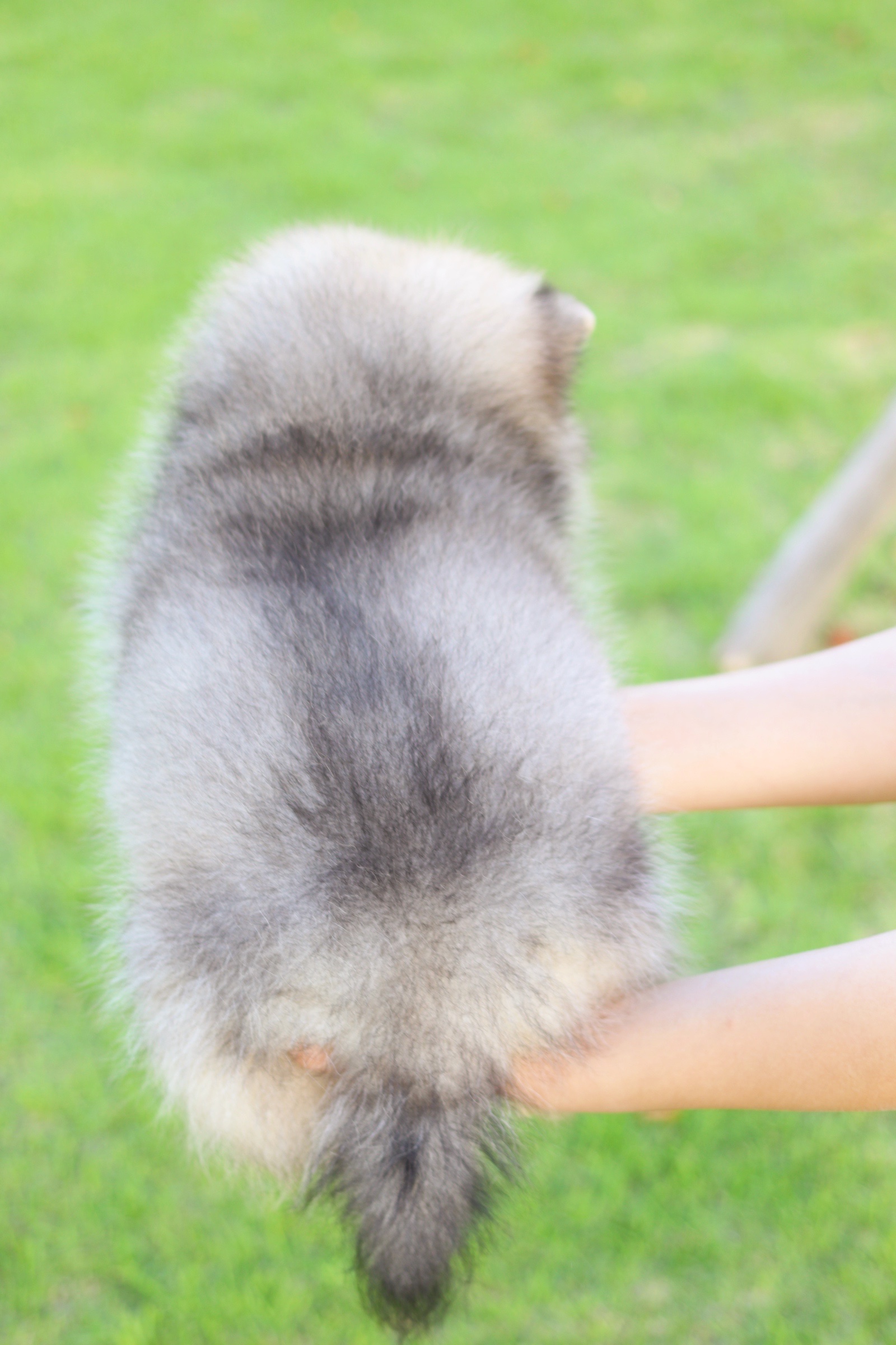 ปอมเมอเรเนียน เพศผู้ สีส้ม