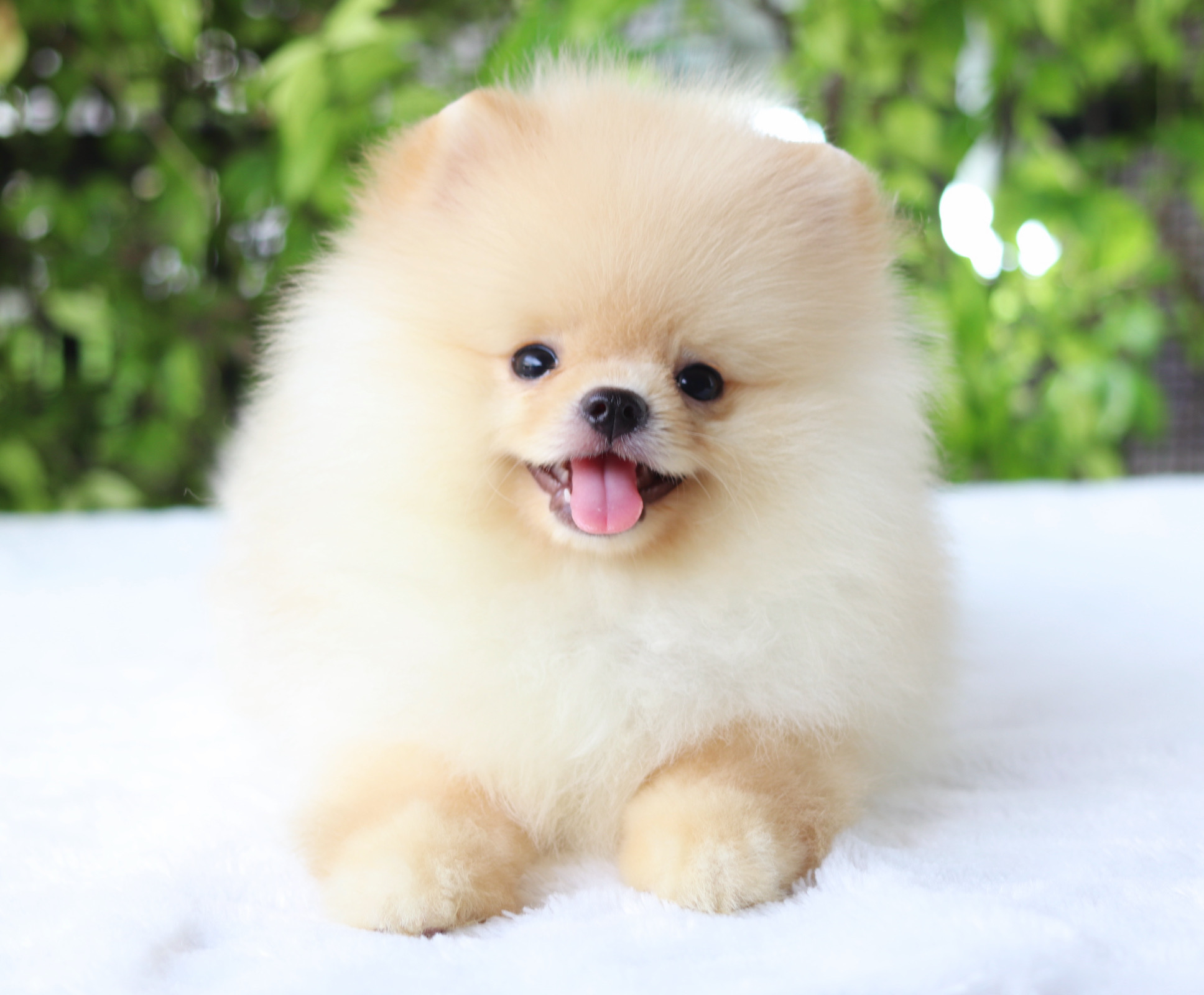 ปอมเมอเรเนียน เพศผู้ สีครีม เกรดโชว์