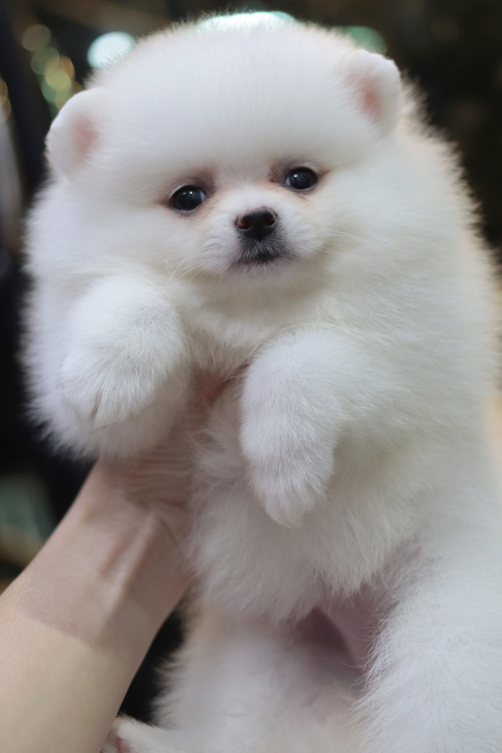 ปอมเมอเรเนียน เพศเมียสีขาว ขนแน่น