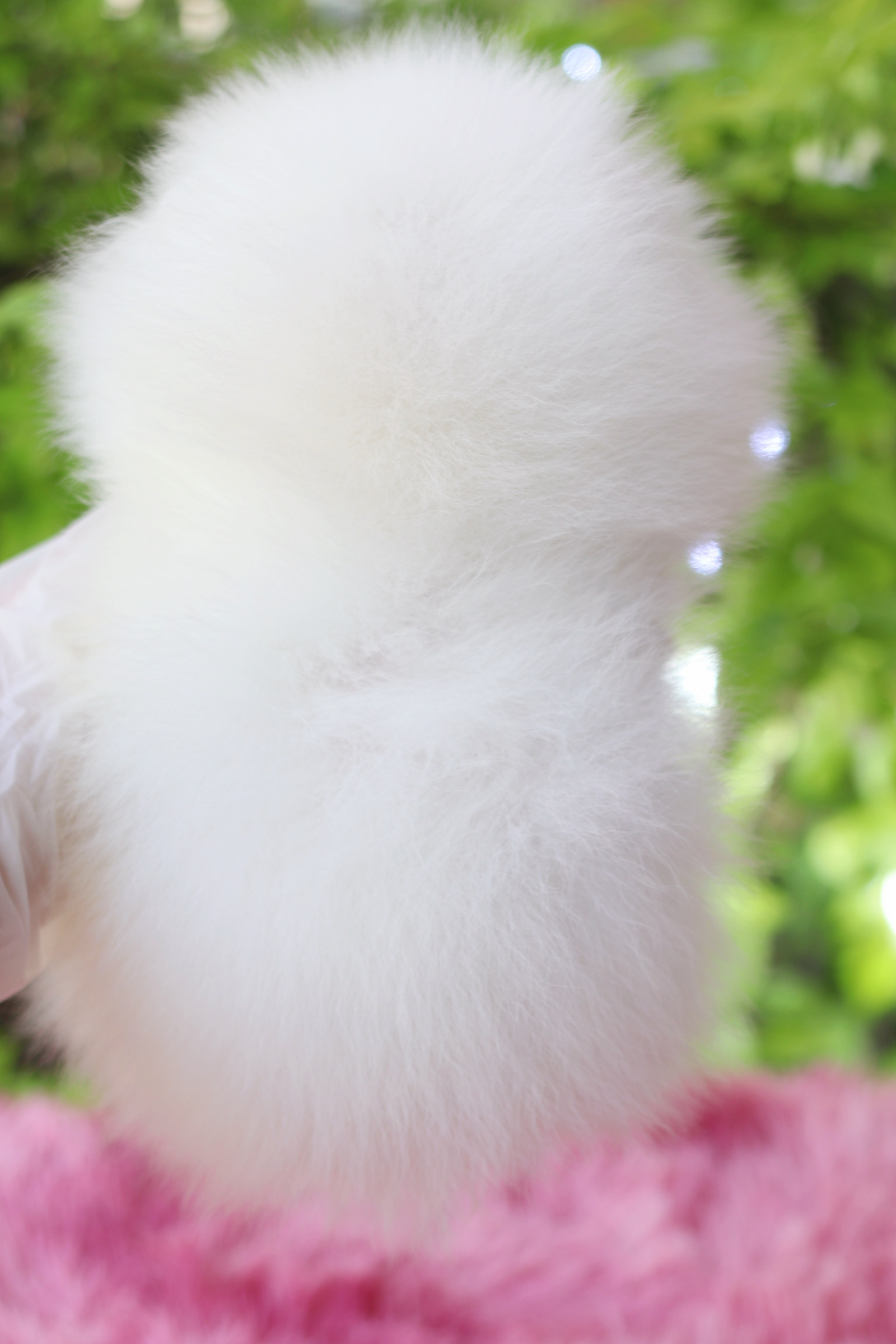 ปอมเมอเรเนียน เพศเมีย สีขาว เกรดโชว์ สายเลือดเกาหลี