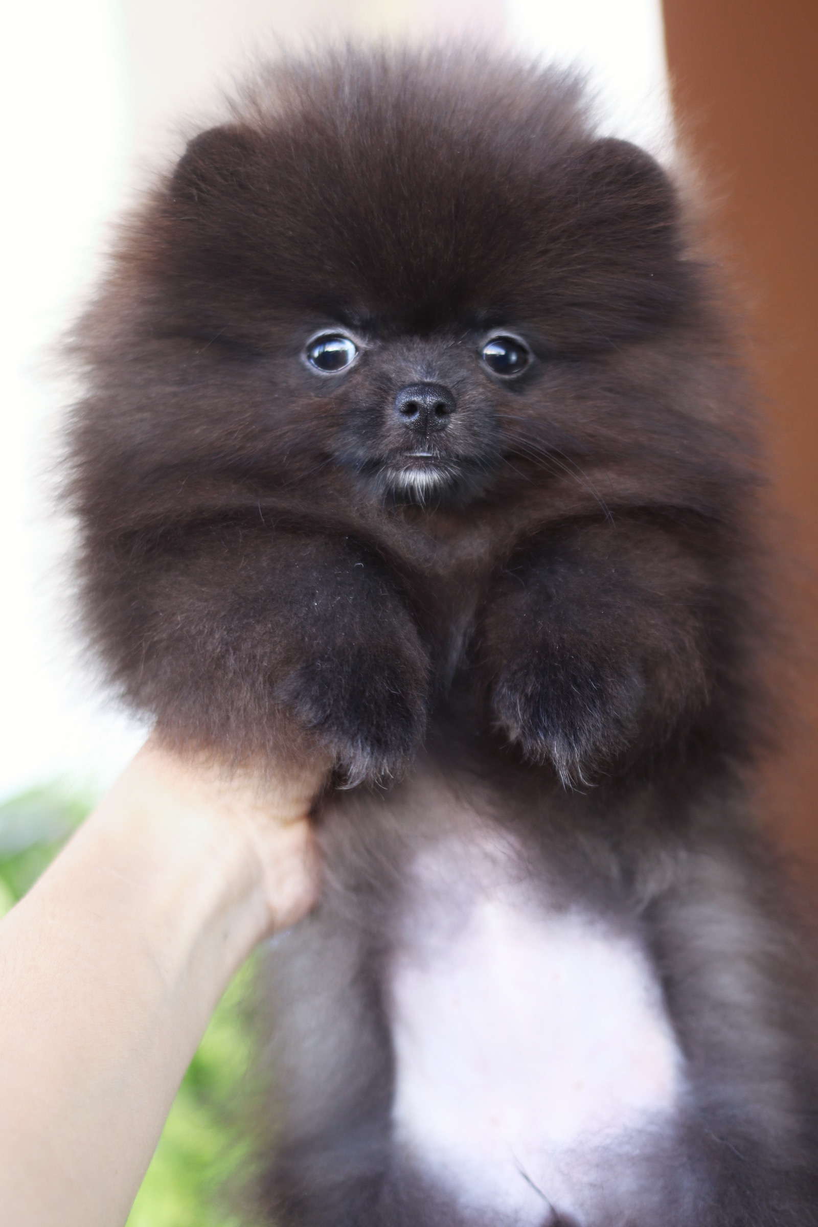 ปอมเมอเรเนียน เพศเมีย สีดำ