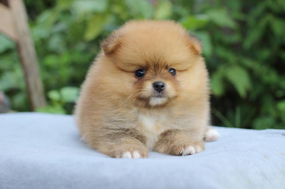 ปอมเมอเรเนียน เพศผู้