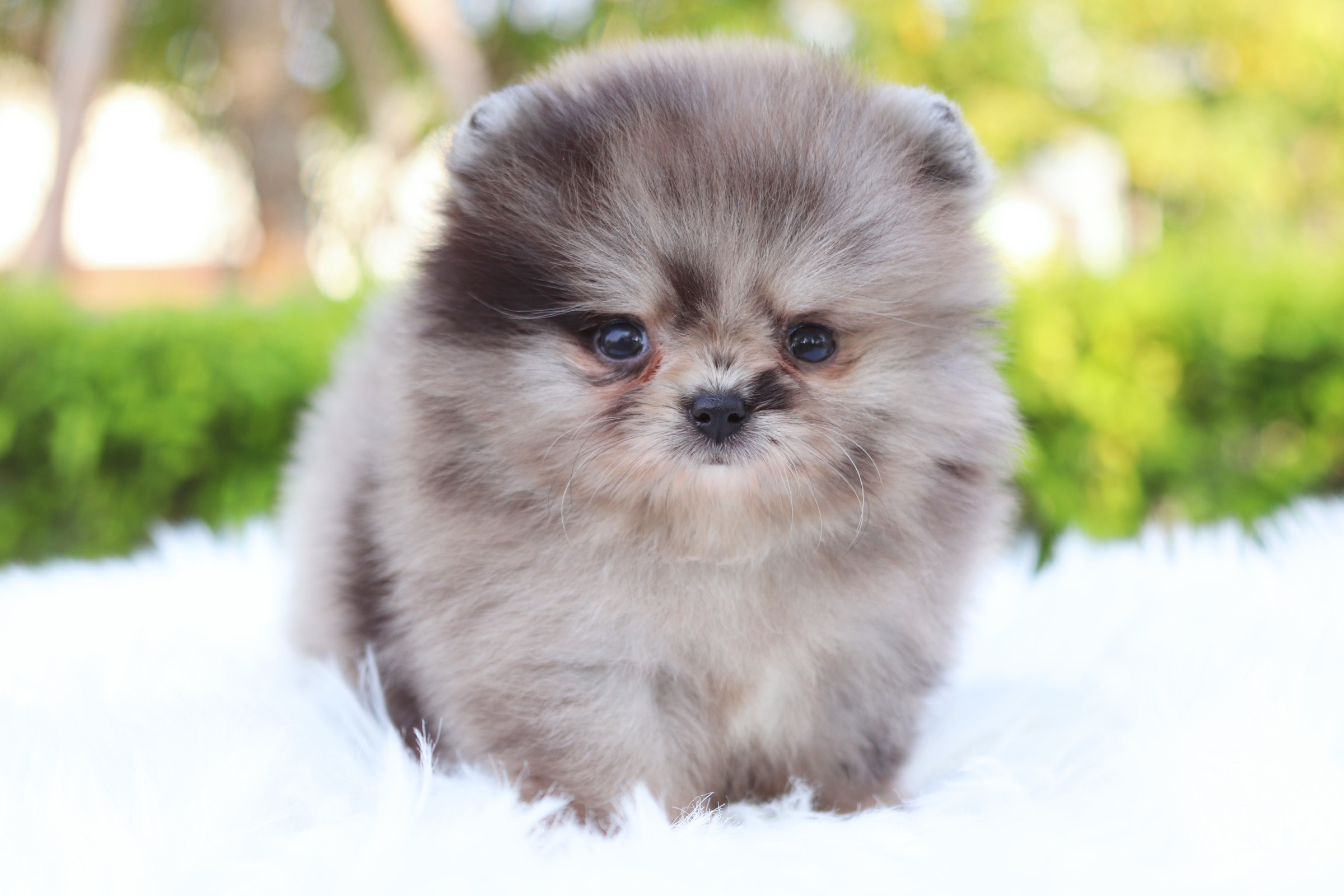 ปอมเมอเรเนียน เพศเมียสีเมอร์เร่เกรดโชว์