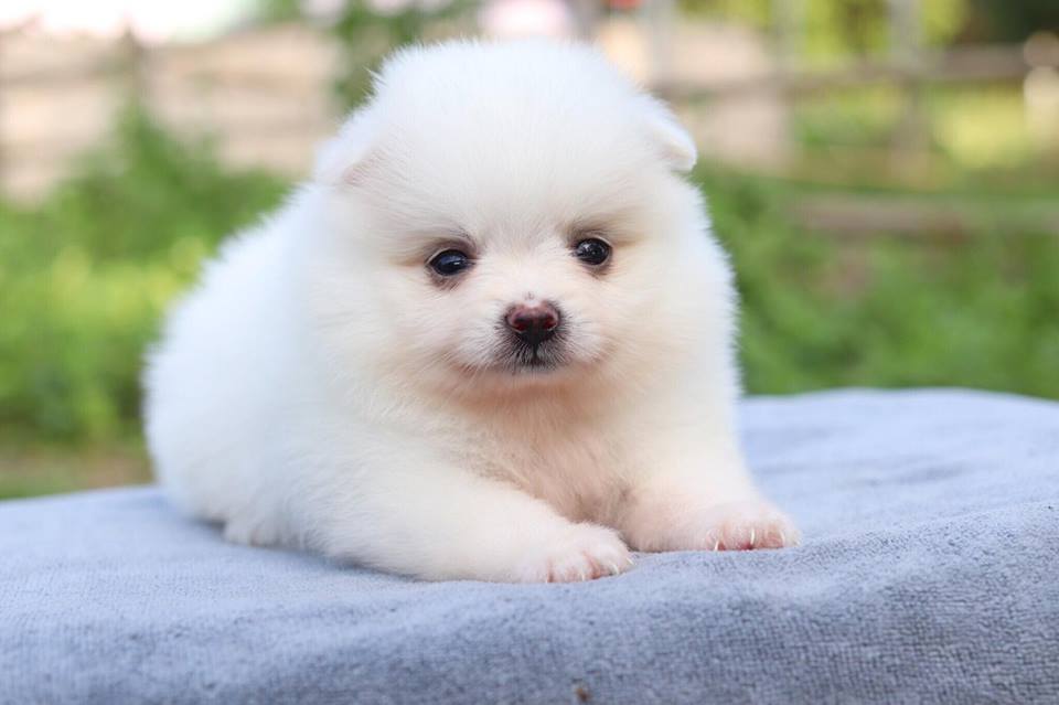 ปอมเมอเรเนียน เพศเมีย