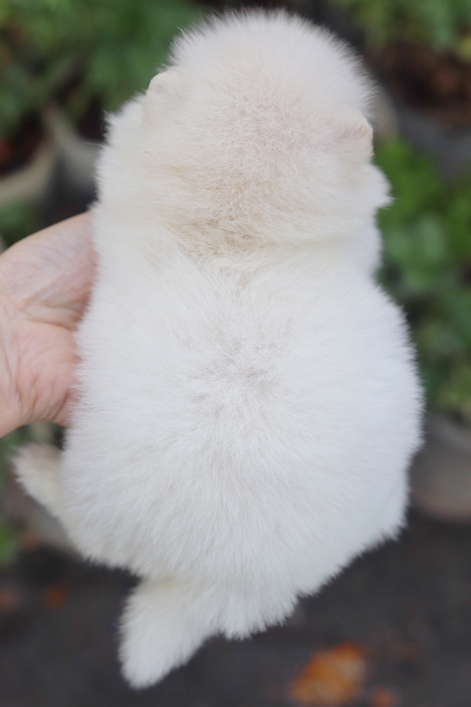 ปอมเมอเรเนียน เพศเมียทีคัพ