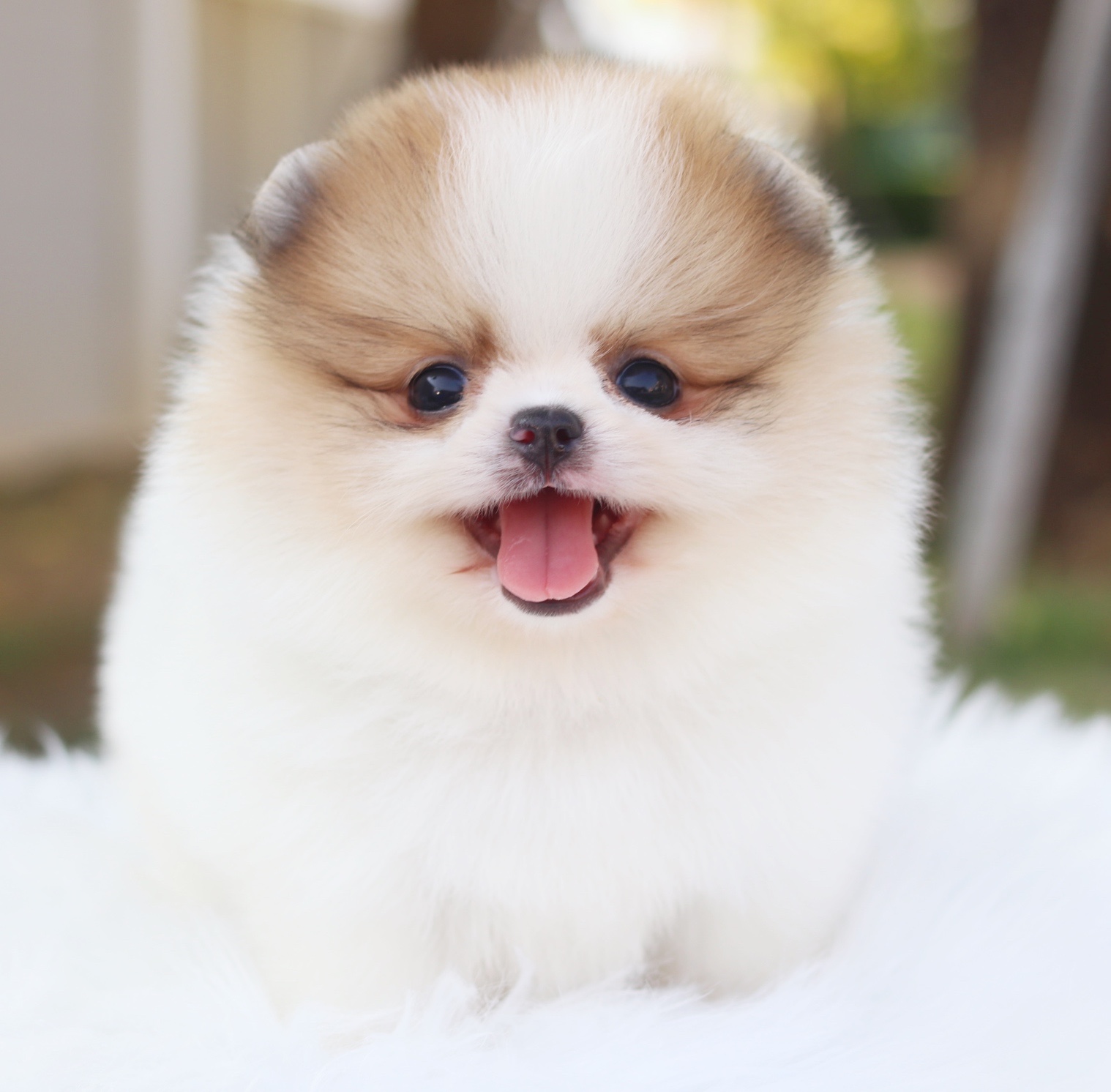 ปอมเมอเรเนียน เพศผู้สีแฟนซี