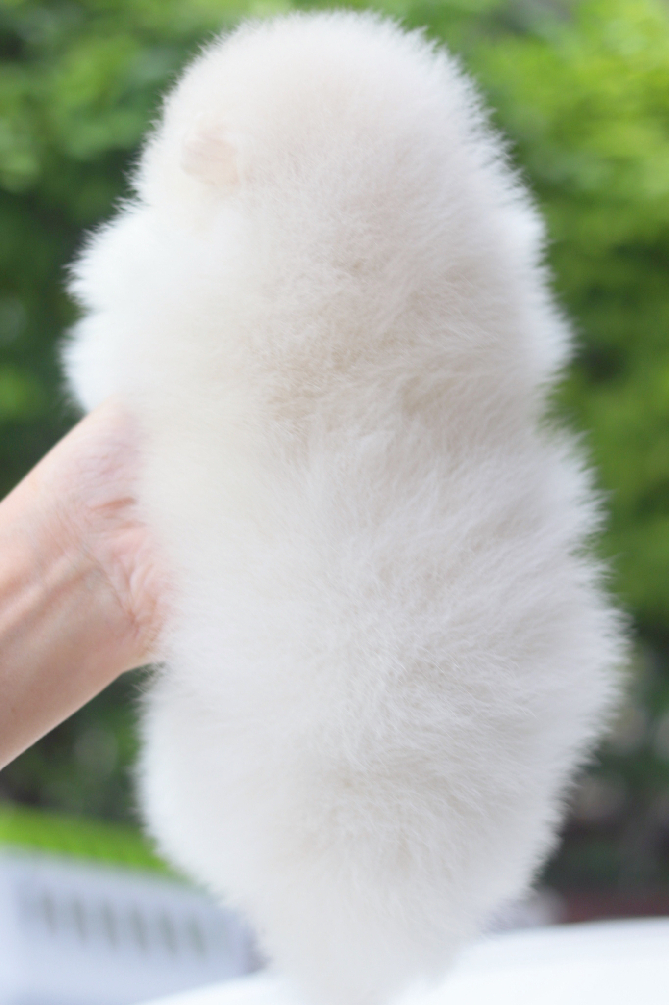 ปอมเมอเรเนียน เพศเมียสีขาวครีมเกรดโชว์