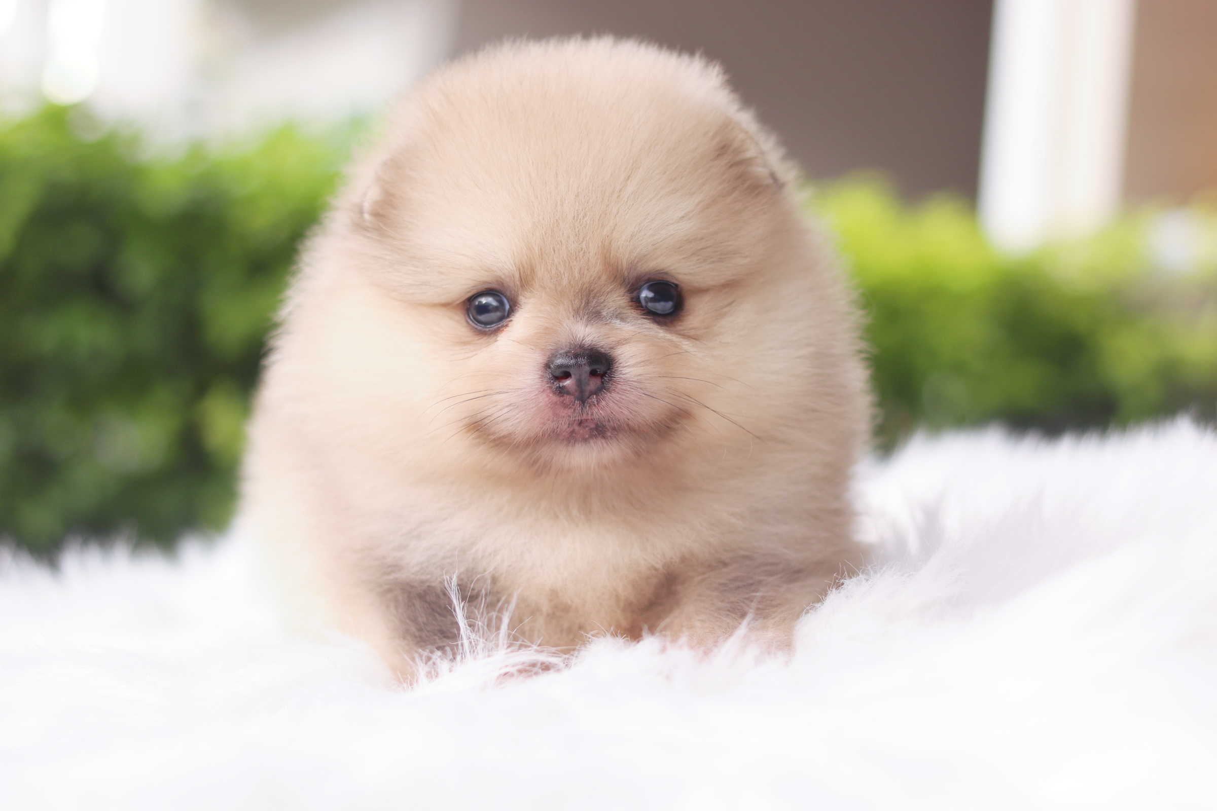 ปอมเมอเรเนียน เพศเมียสีส้ม