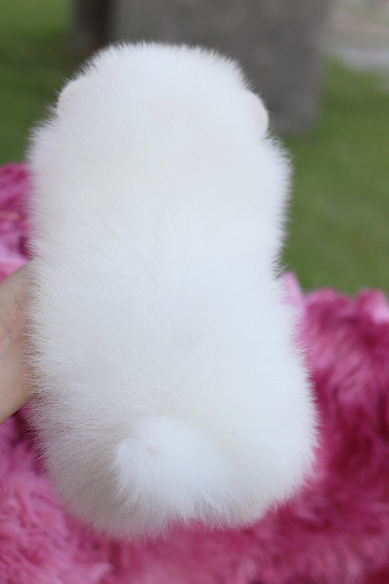 ปอมเมอเรเนียน เพศผู้ สีขาวครีม เกรดโชว์