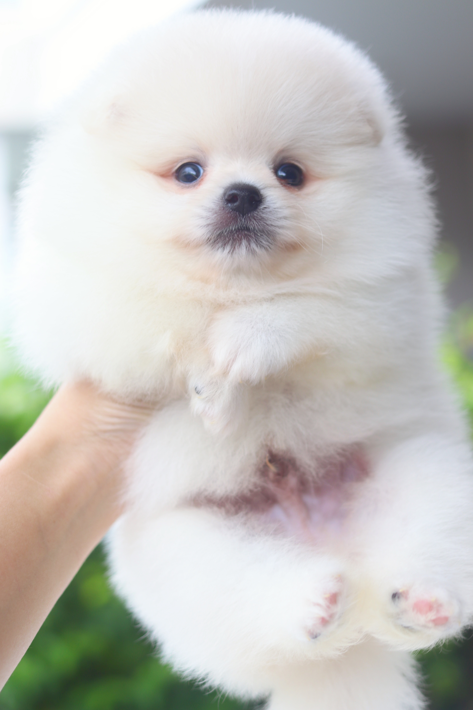 ปอมเมอเรเนียน เพศผู้ สีขาวครีมเกรดโชว์