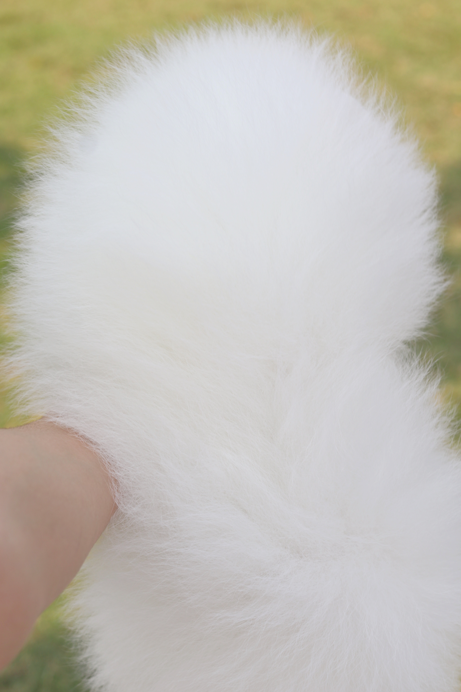 ปอมเมอเรเนียน เพศผู้สีขาว