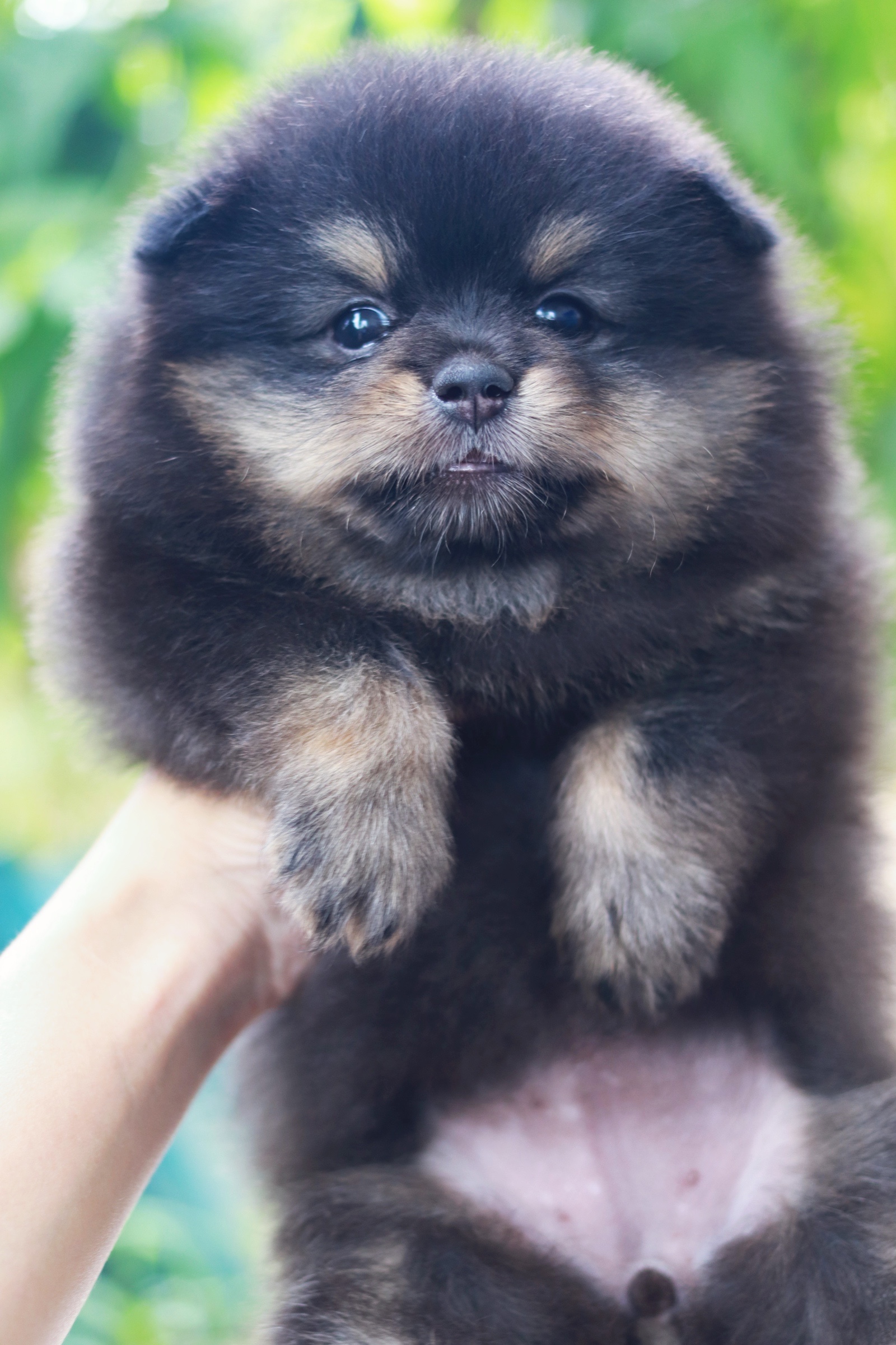 ปอมเมอเรเนียน เพศเมียแบล็คแทน