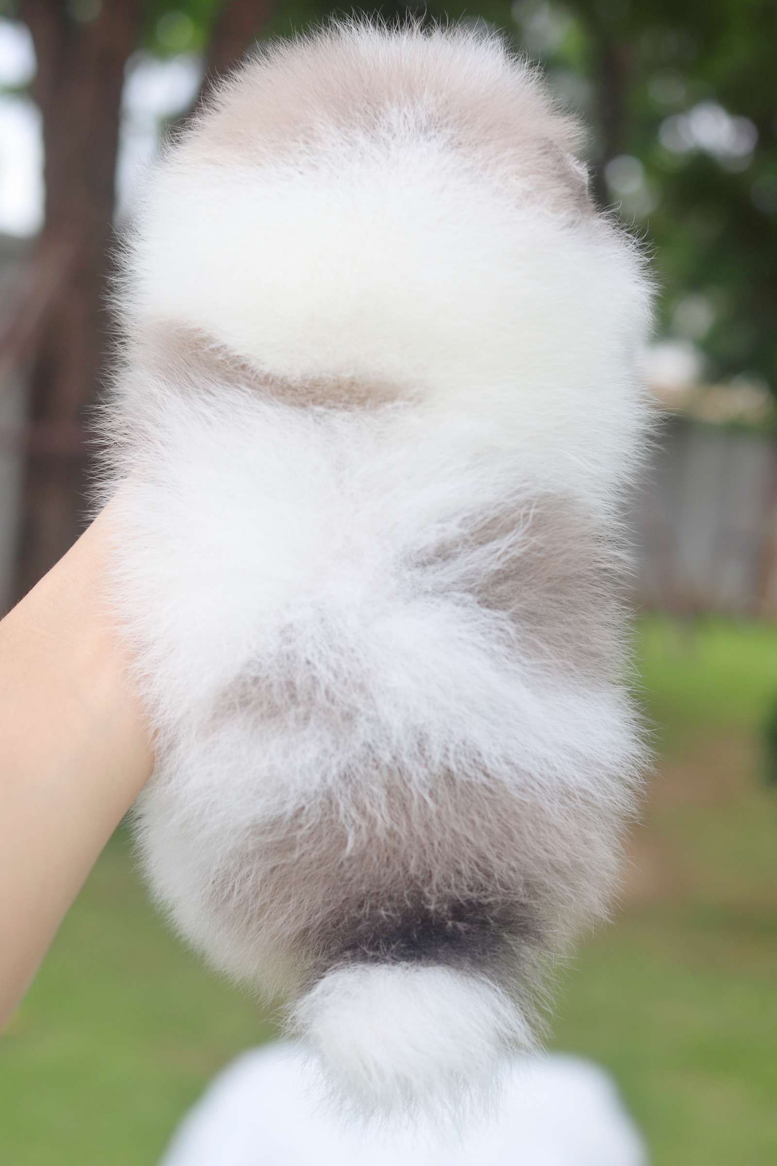 ปอมเมอเรเนียน เพศผู้สีแฟนซี