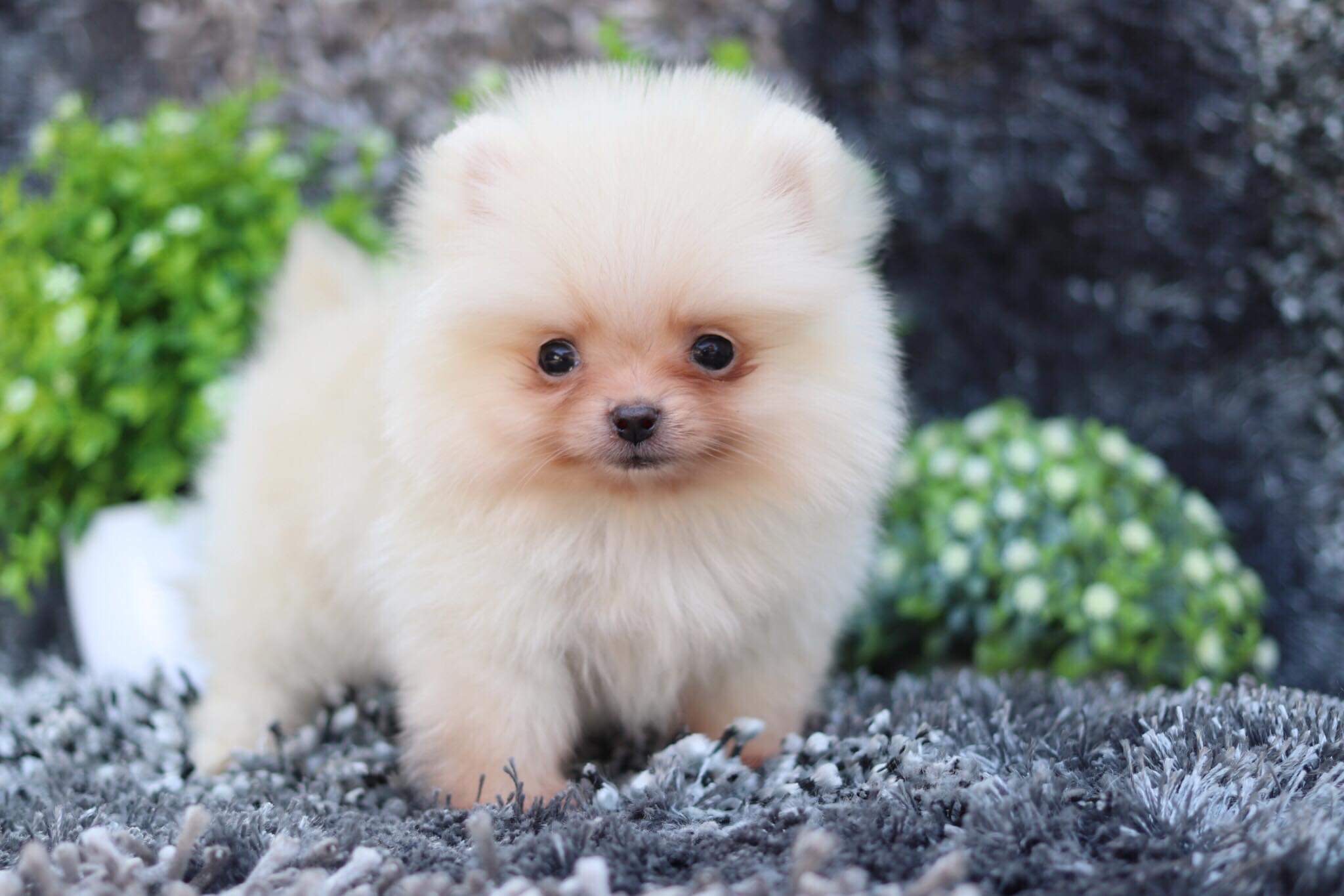 ปอมเมอเรเนียน เพศผู้ทีคัพ