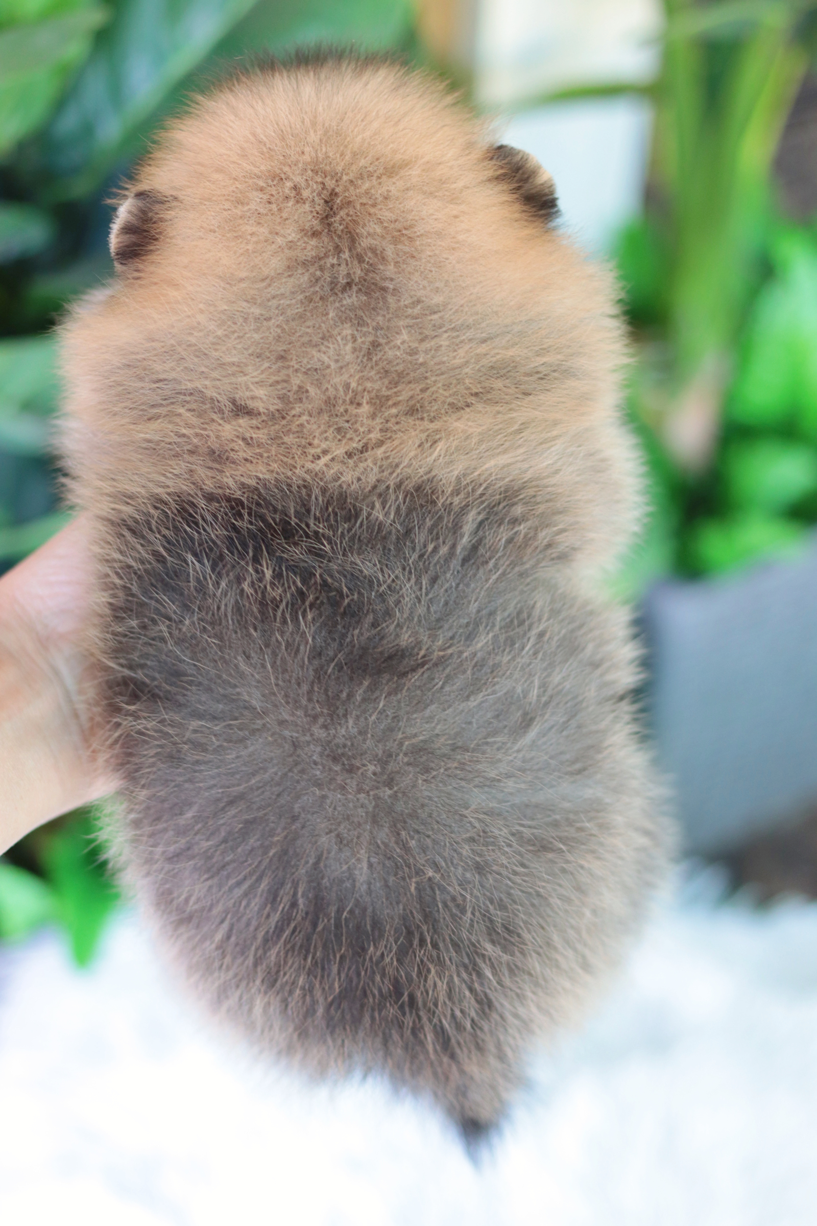 ปอมเมอเรเนียน เพศเมียสีส้ม