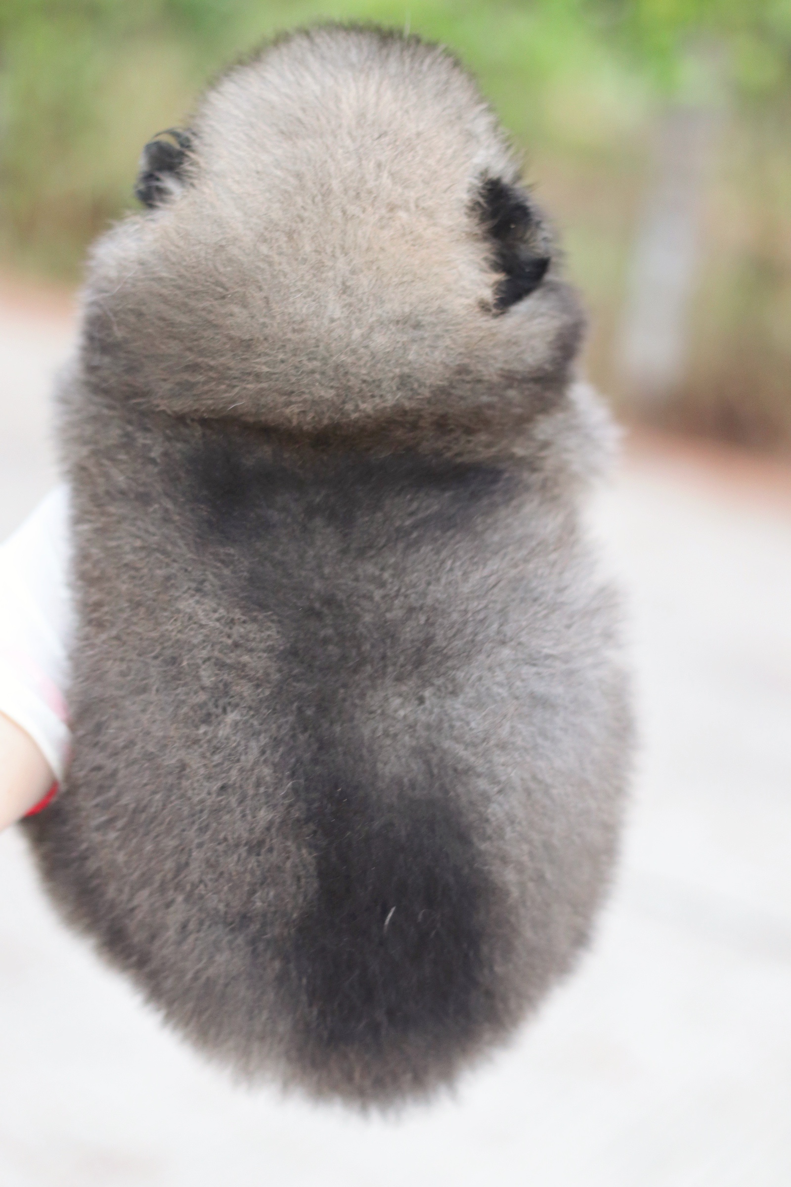 ปอมเมอเรเนียน เพศผู้สีส้ม