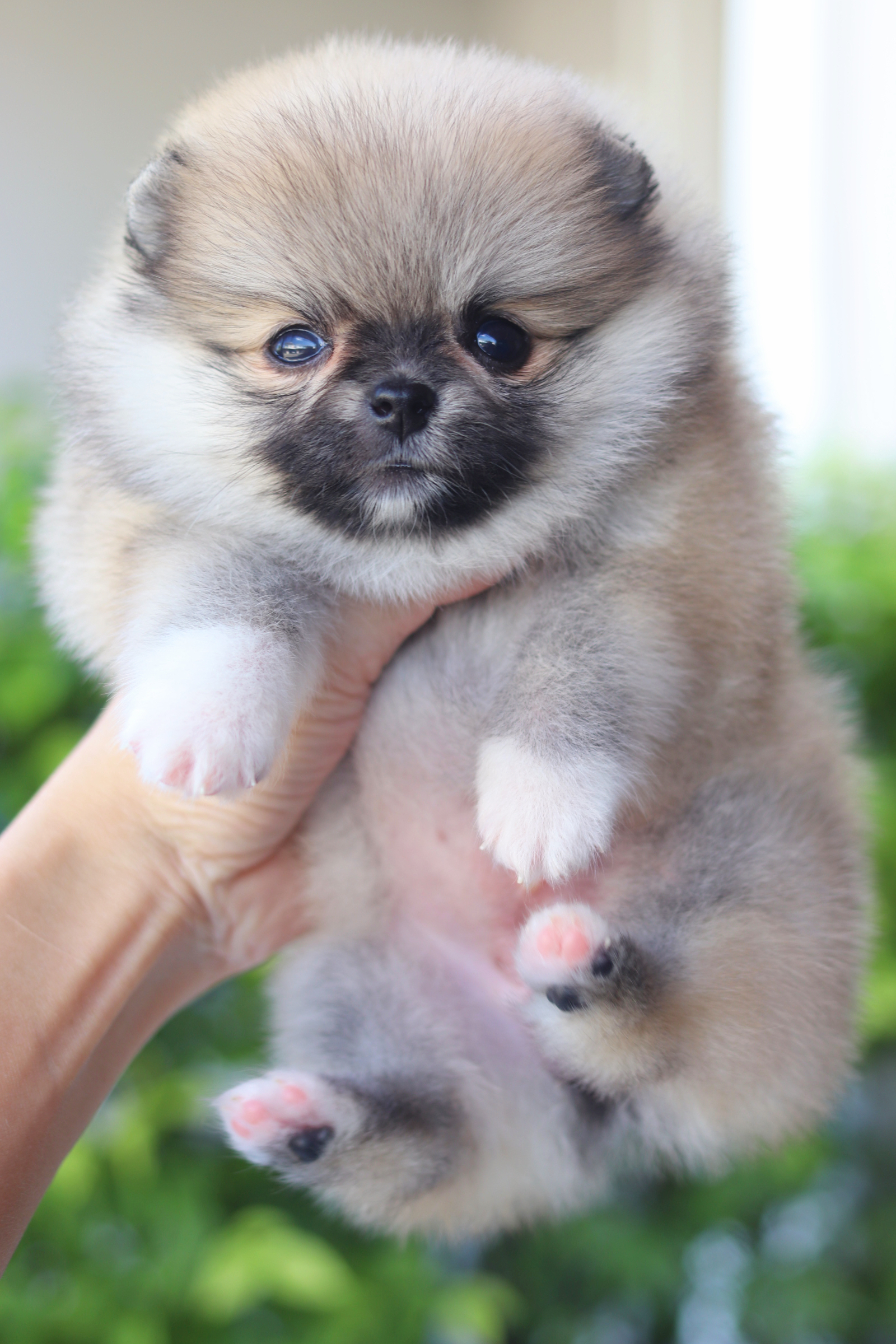 ปอมเมอเรเนียน เพศเมียสีส้ม