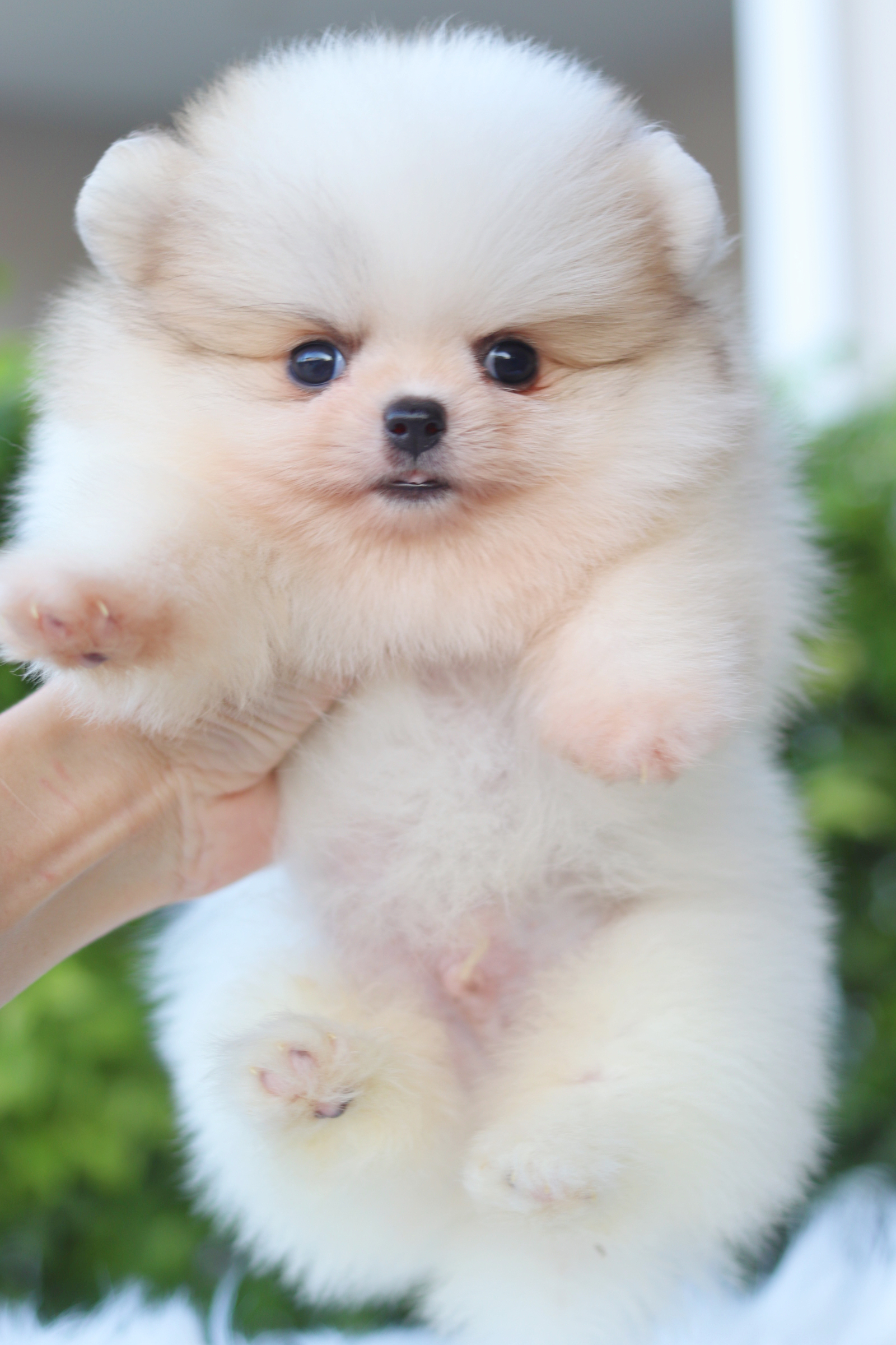 ปอมเมอเรเนียน เพศผู้ สีแฟนซี