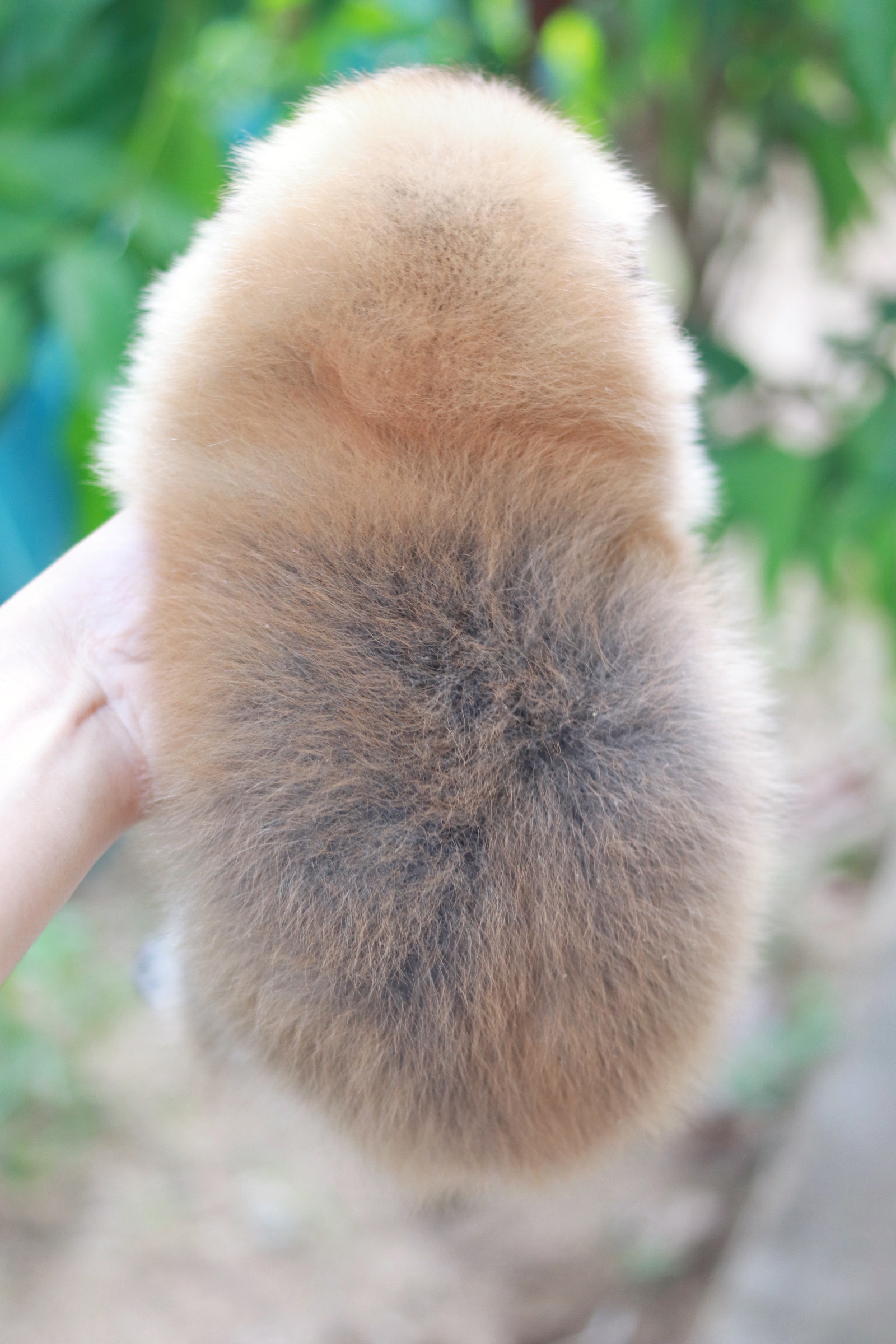 ปอมเมอเรเนียน เพศเมียสีส้ม