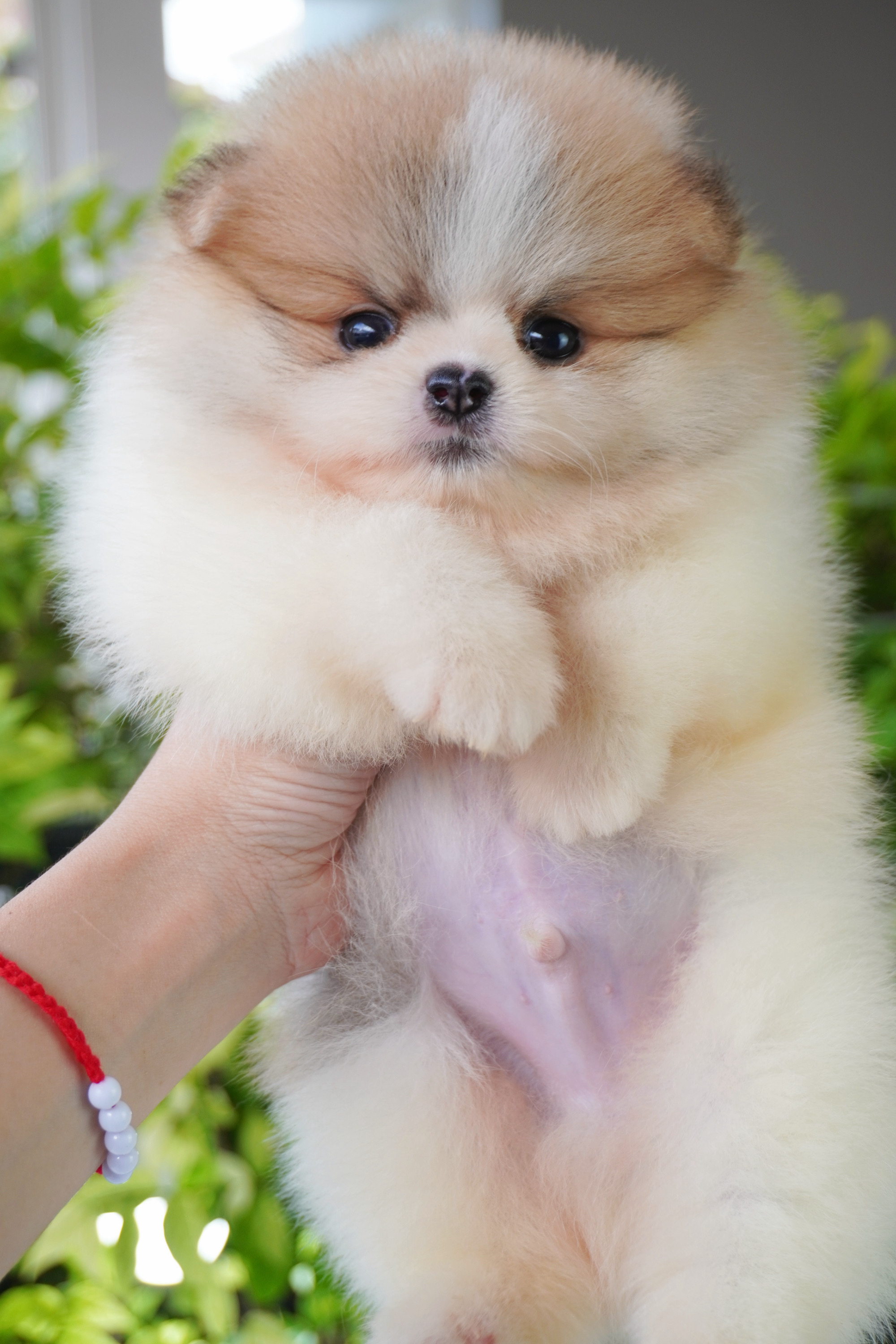 ปอมเมอเรเนียน เพศผู้สีแฟนซี