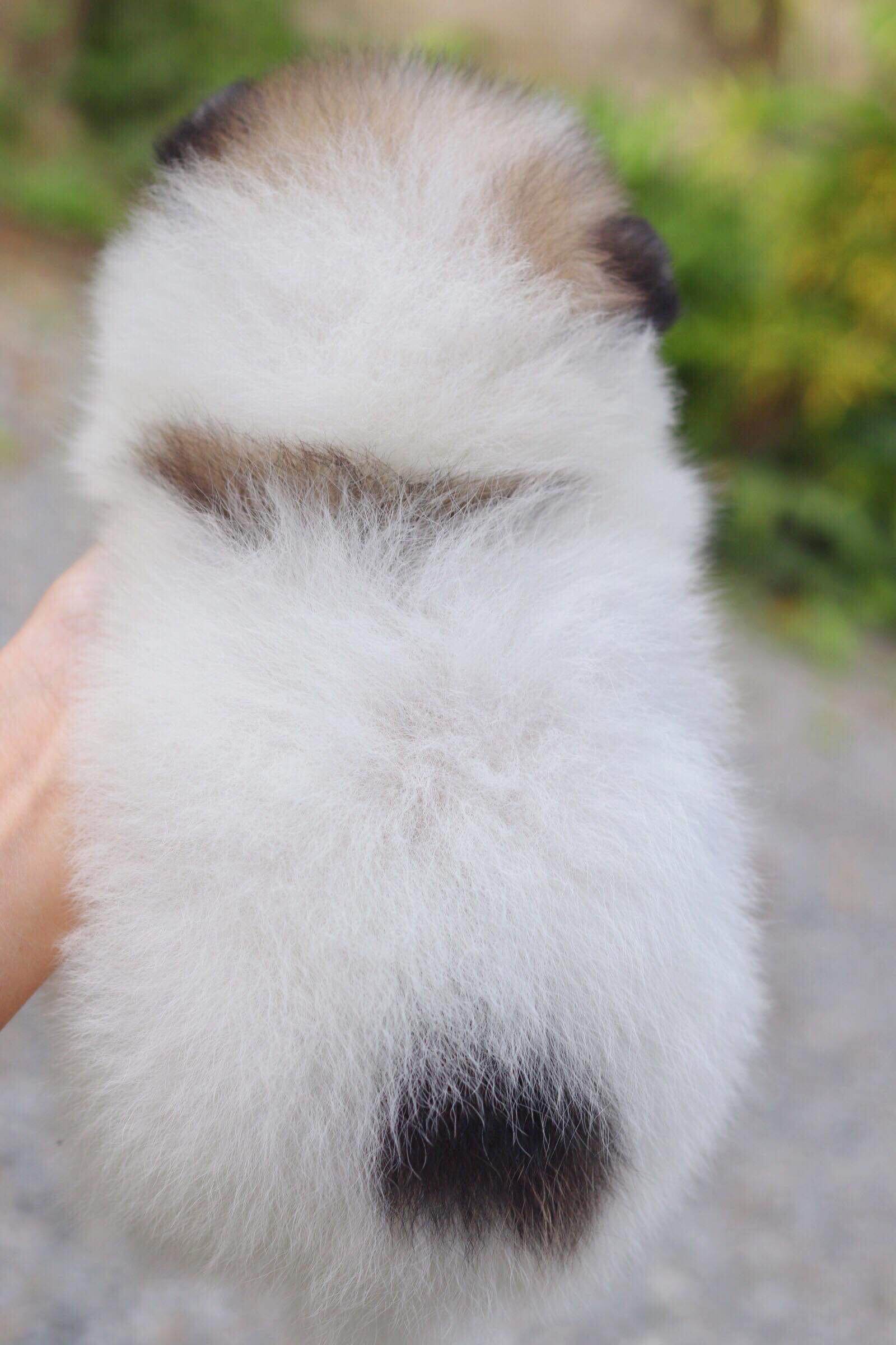 ปอมเมอเรเนียน เพศผู้