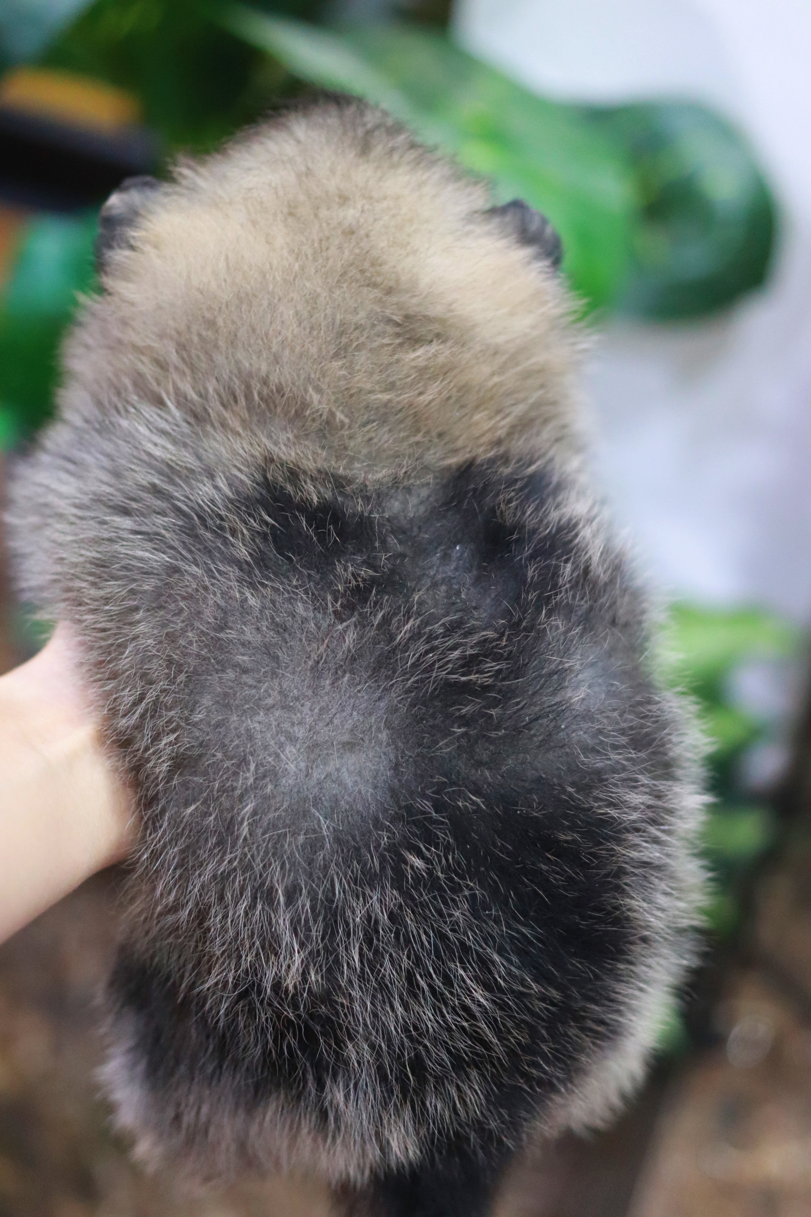 ปอมเมอเรเนียน เพศผู้