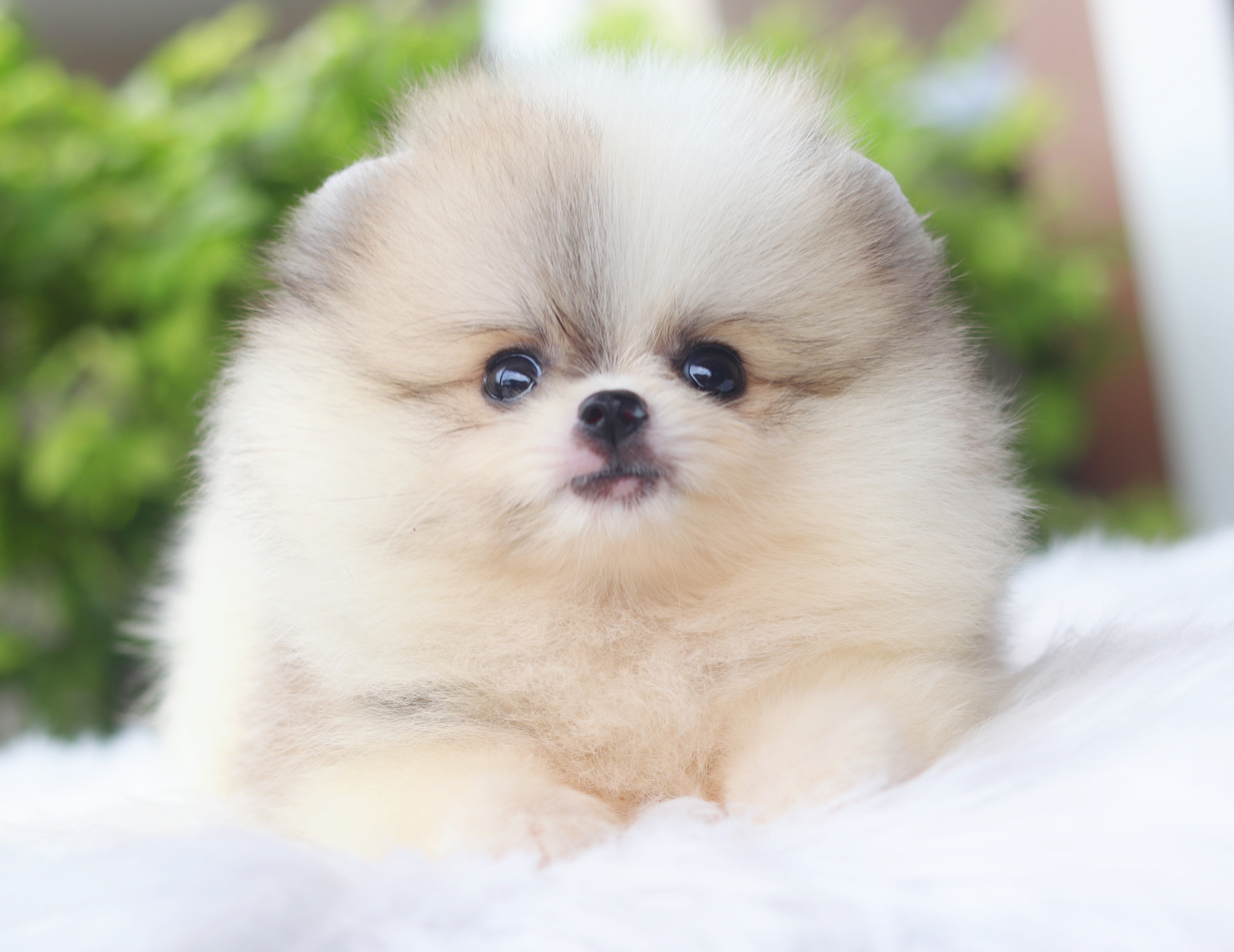 ปอมเมอเรเนียน เพศเมียสีแฟนซี