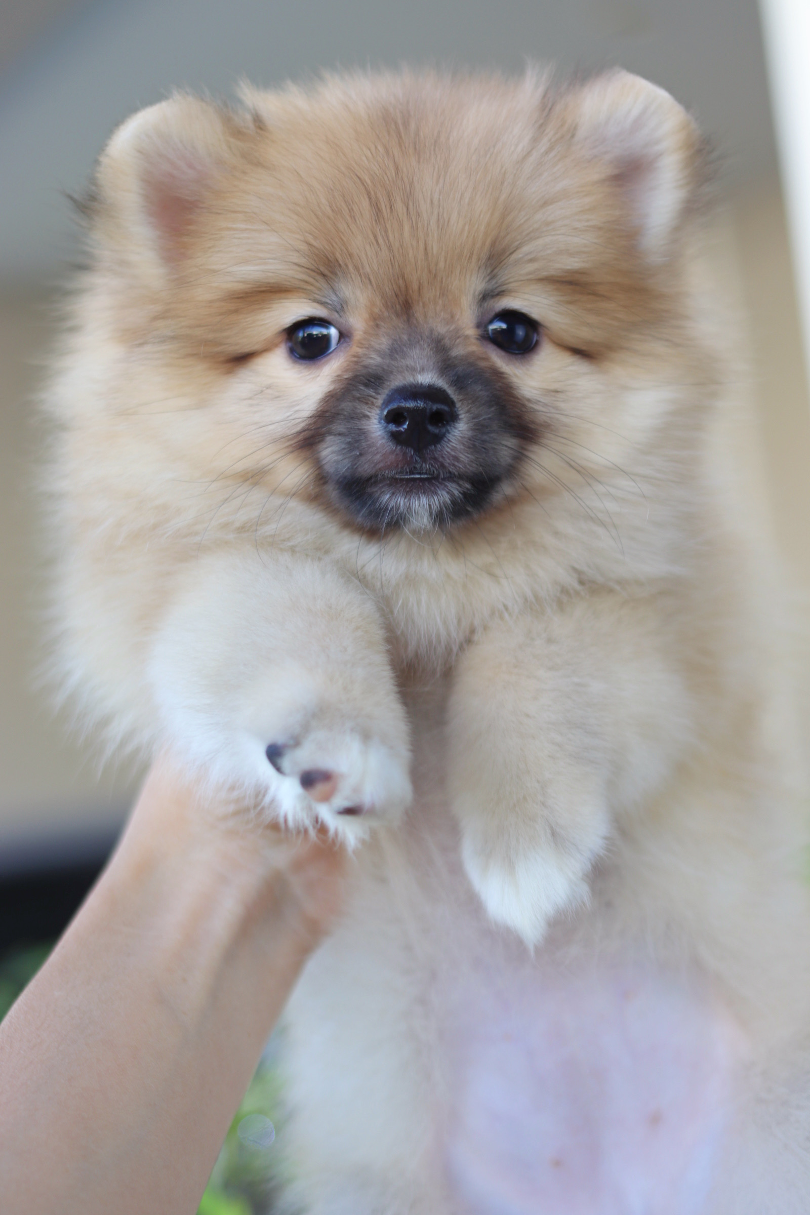 ปอมเมอเรเนียน เพศเมียสีส้ม