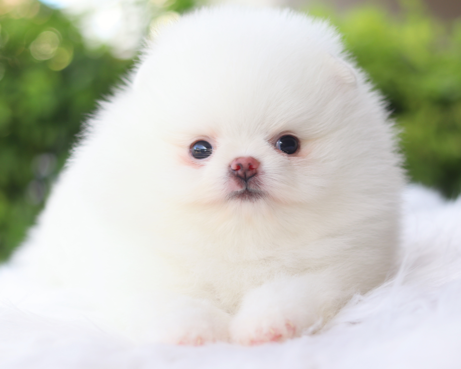 ปอมเมอเรเนียน เพศเมียสีขาวสำลี เกรดโชว์