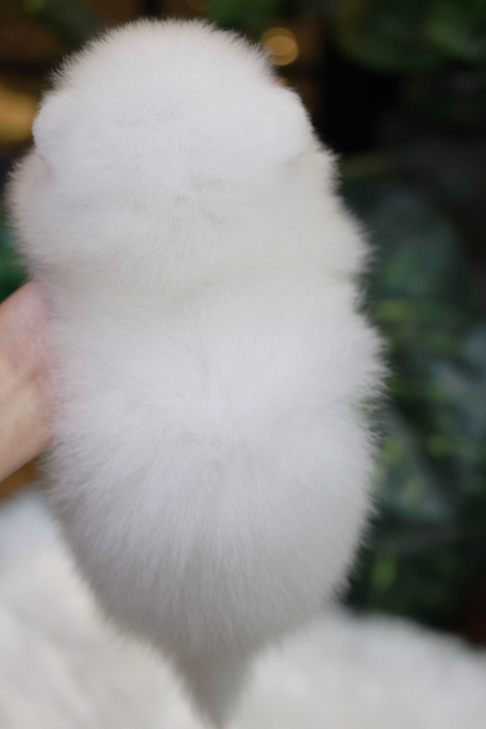 ปอมเมอเรเนียน เพศเมีย สีขาว หน้าฟ็อก