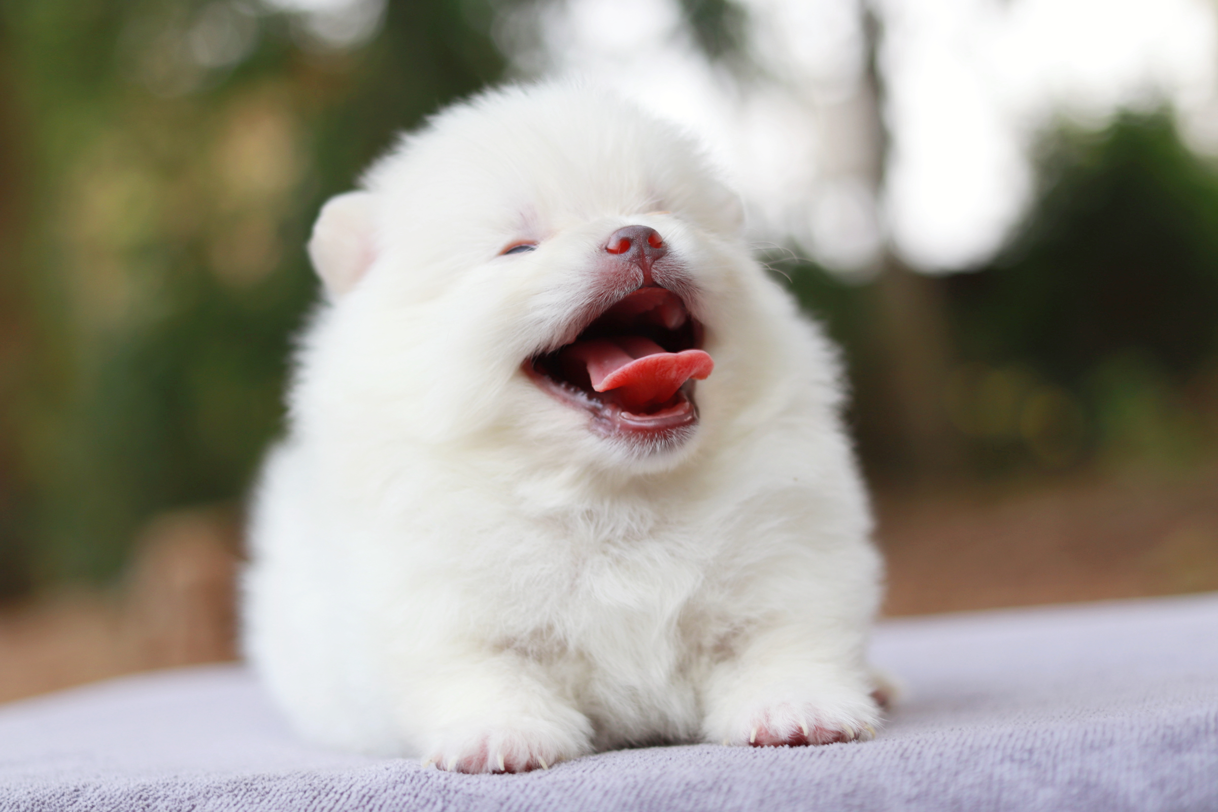 ปอมเมอเรเนียน เพศผู้ ทีคัพสีขาว