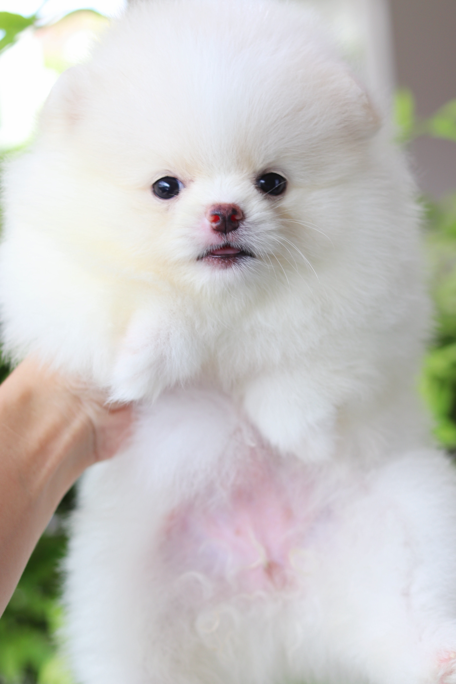 ปอมเมอเรเนียน เพศเมียสีขาวครีม